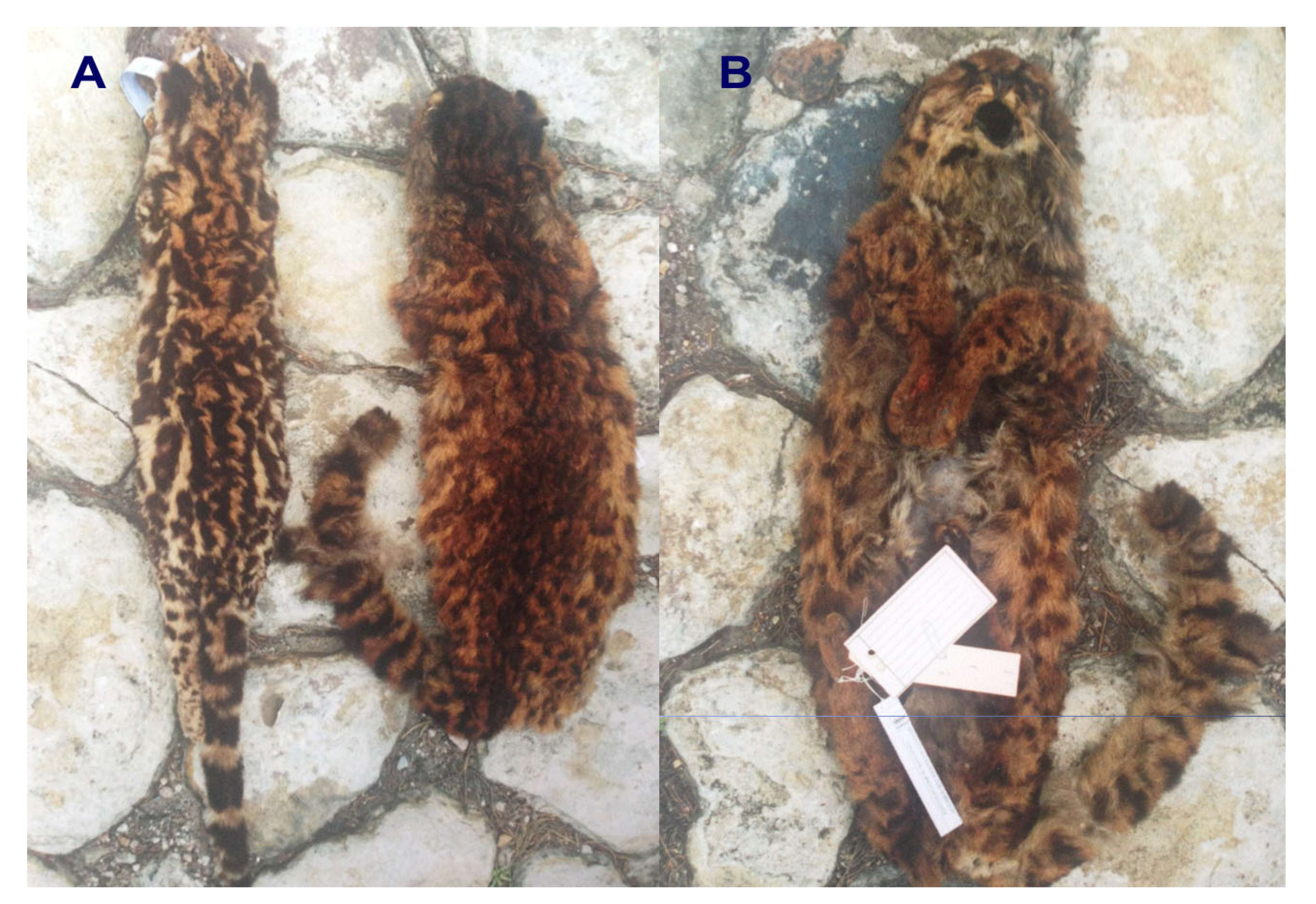 Animals 15 01891 g005a Animals 15 01891 g005a