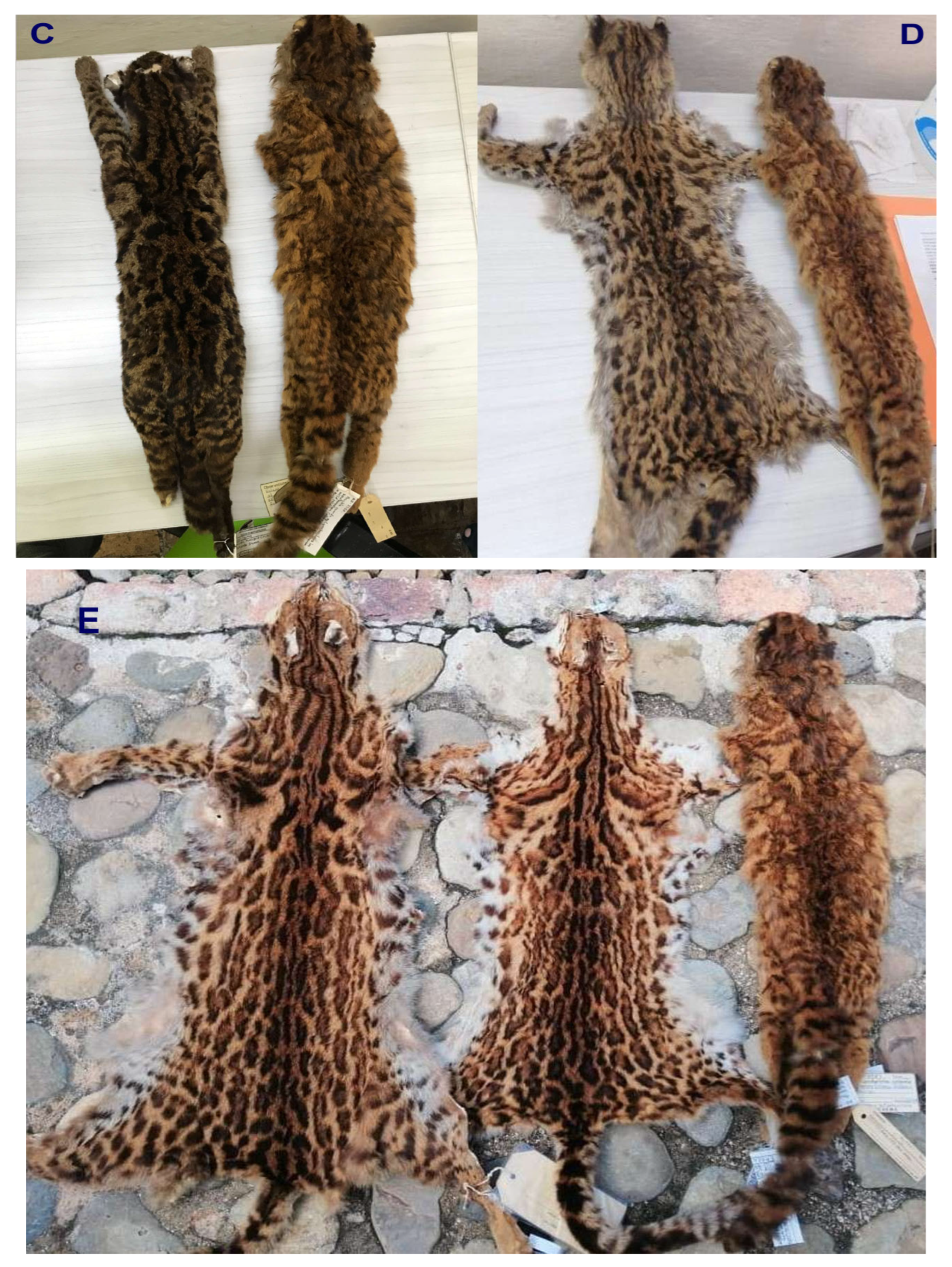 Animals 15 01891 g005b Animals 15 01891 g005b