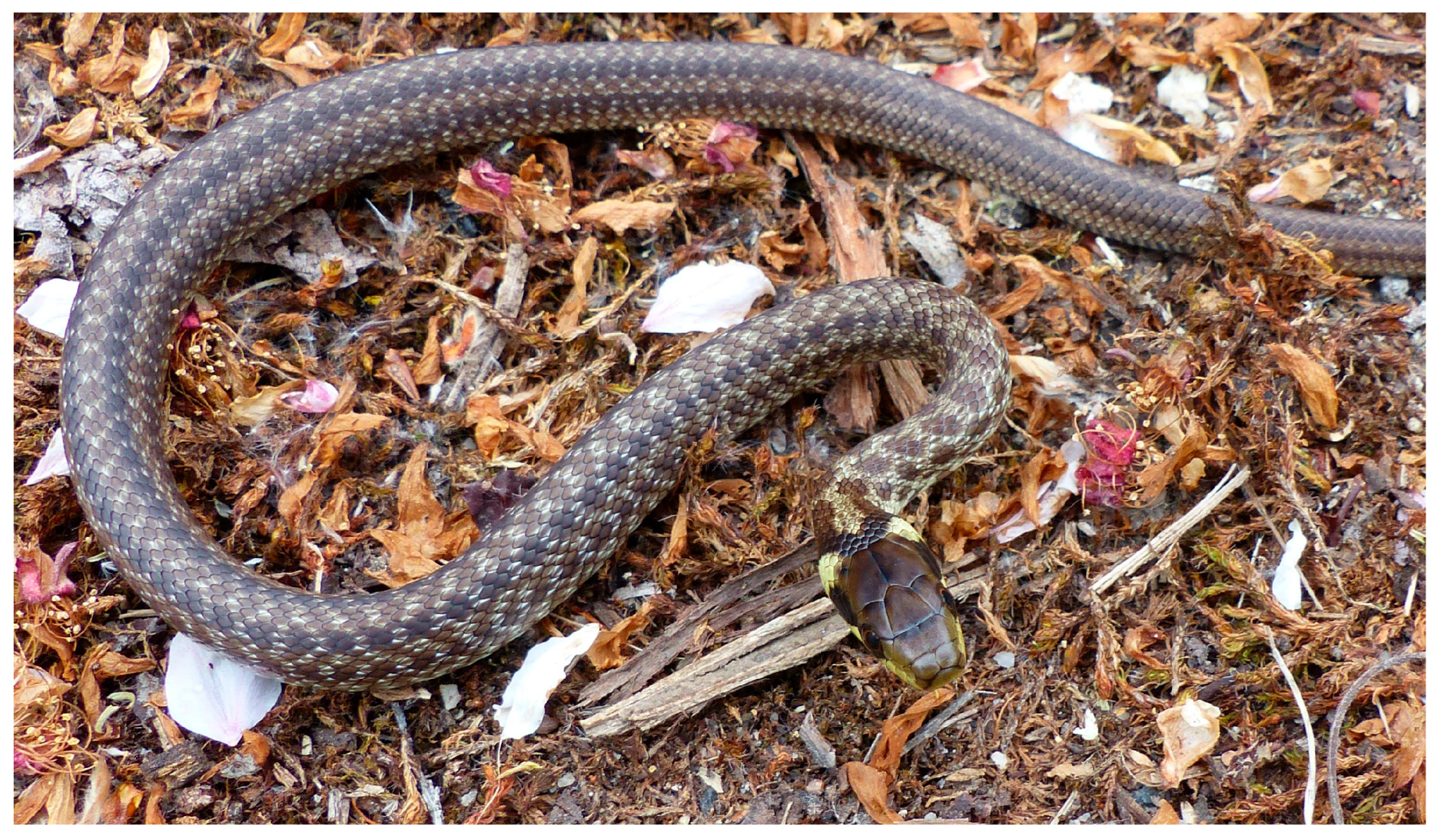 Animals 15 01894 g004