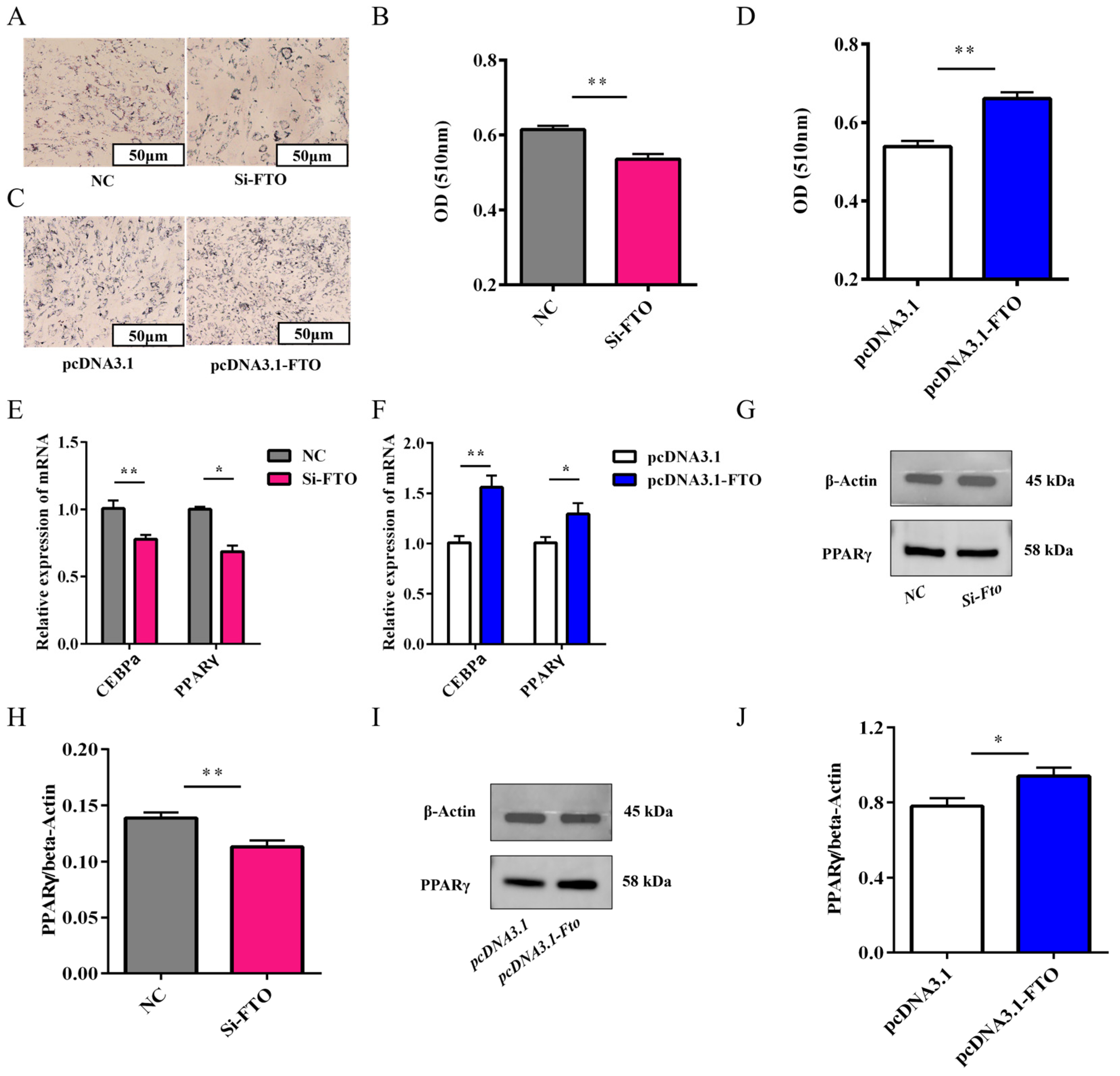 Animals 15 01909 g007