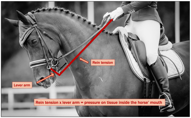 Animals 15 01934 g005