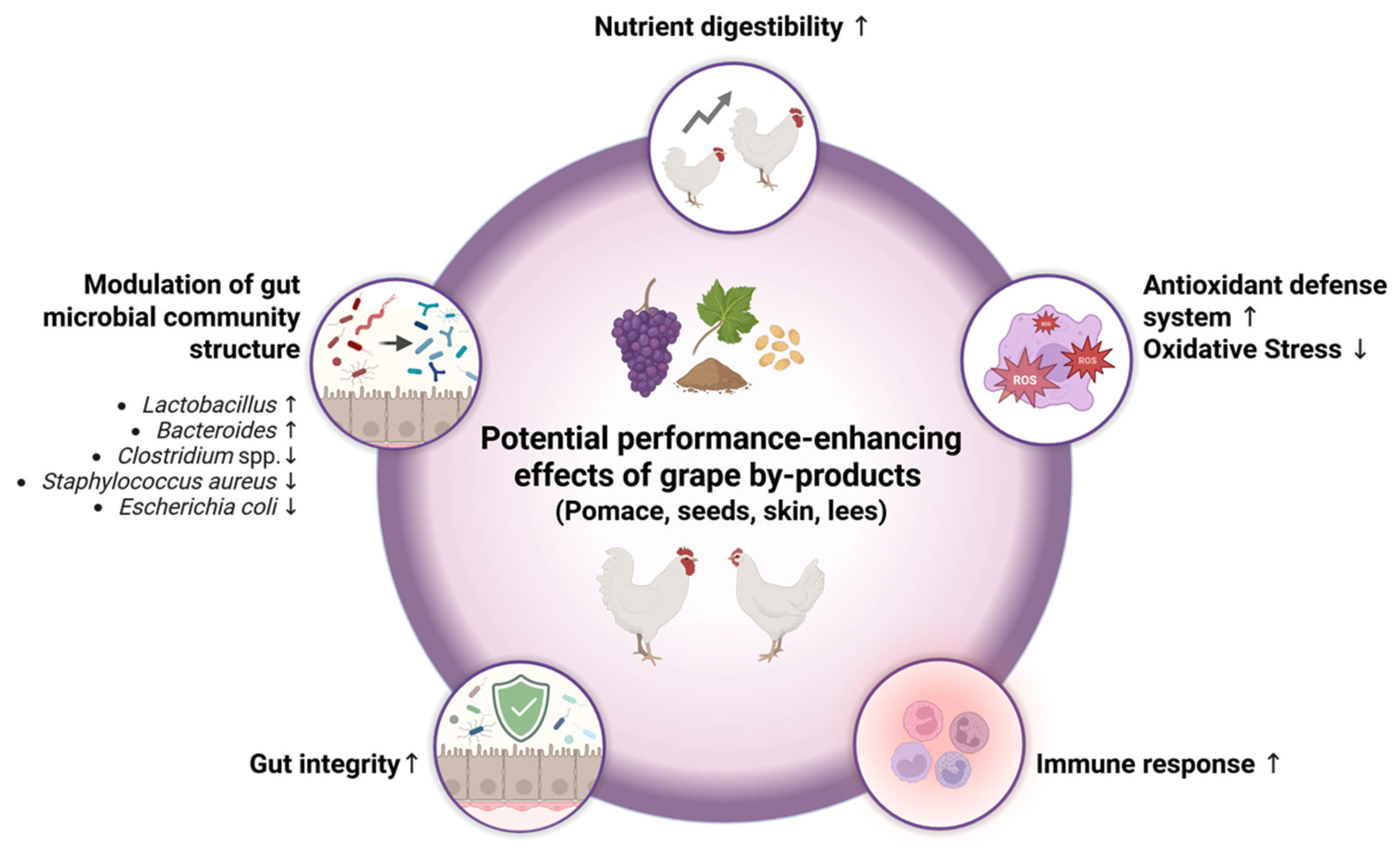 Animals 15 01943 g002