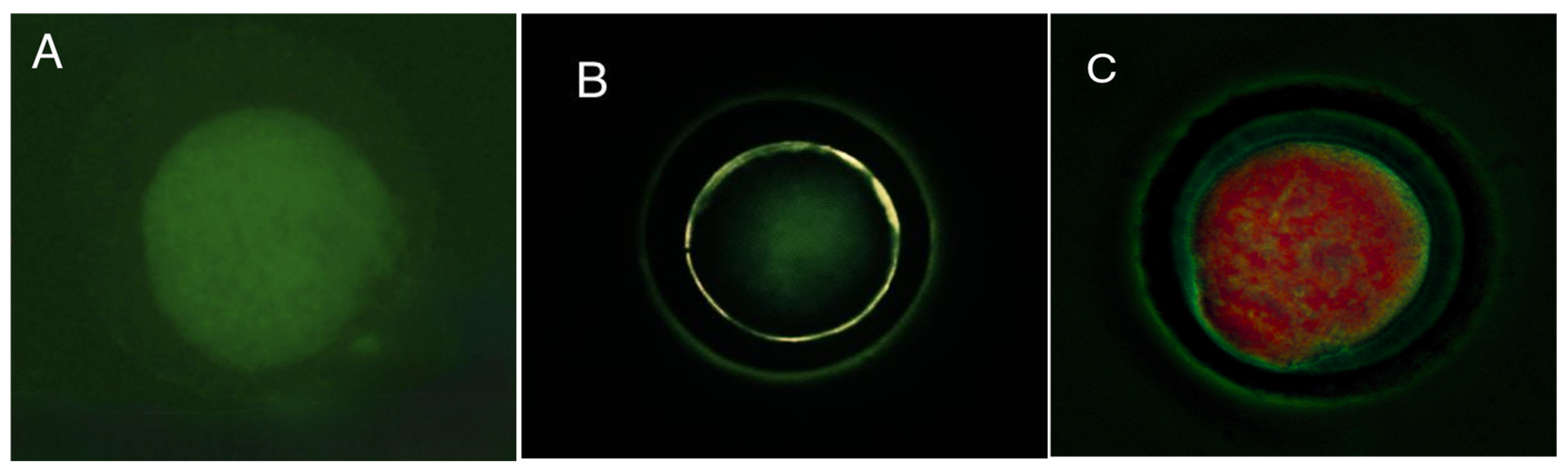 Animals 15 01953 g005