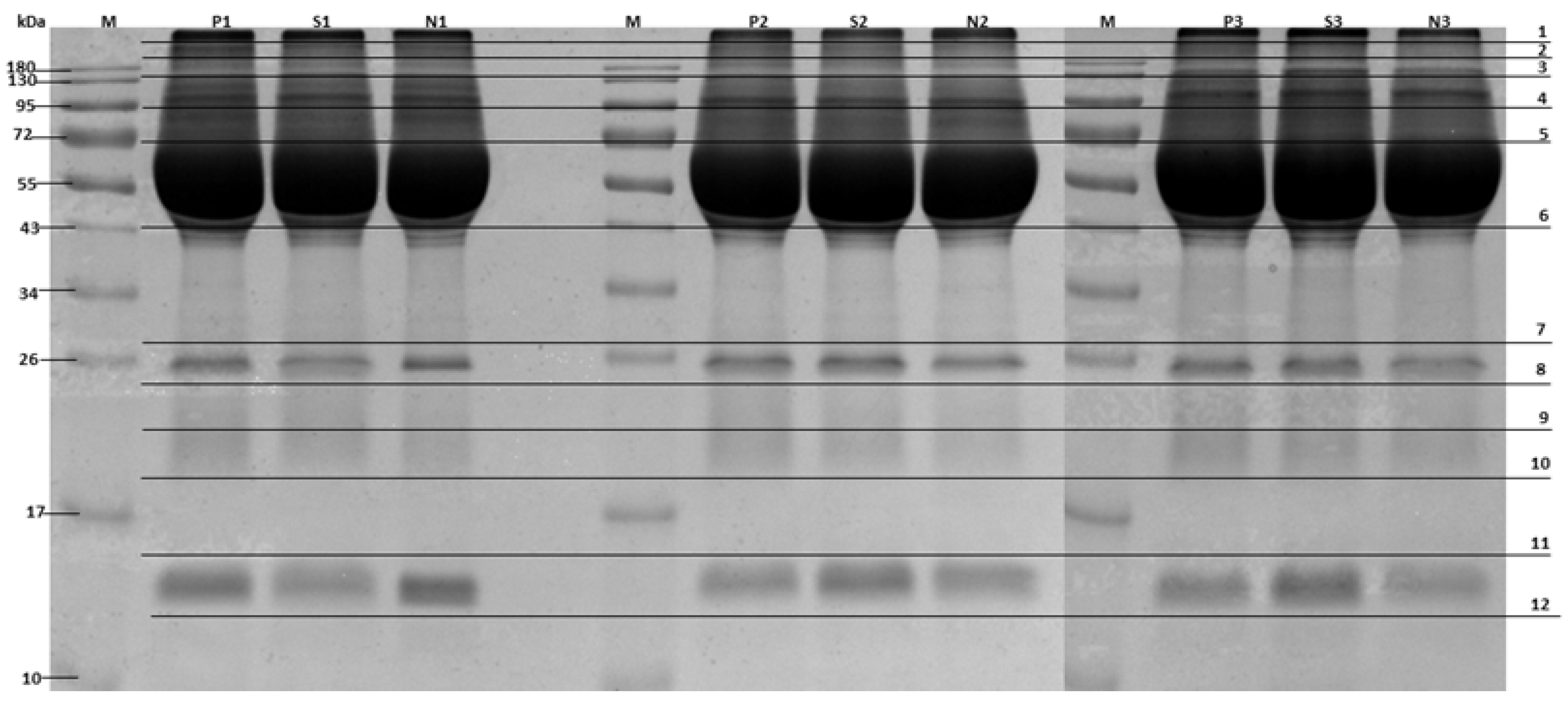 Animals 15 01962 g001