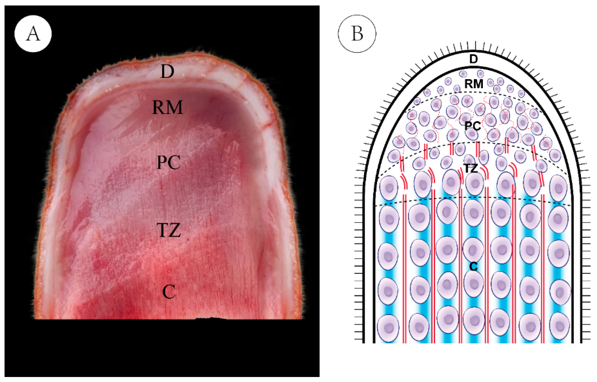 Animals 15 01964 g001