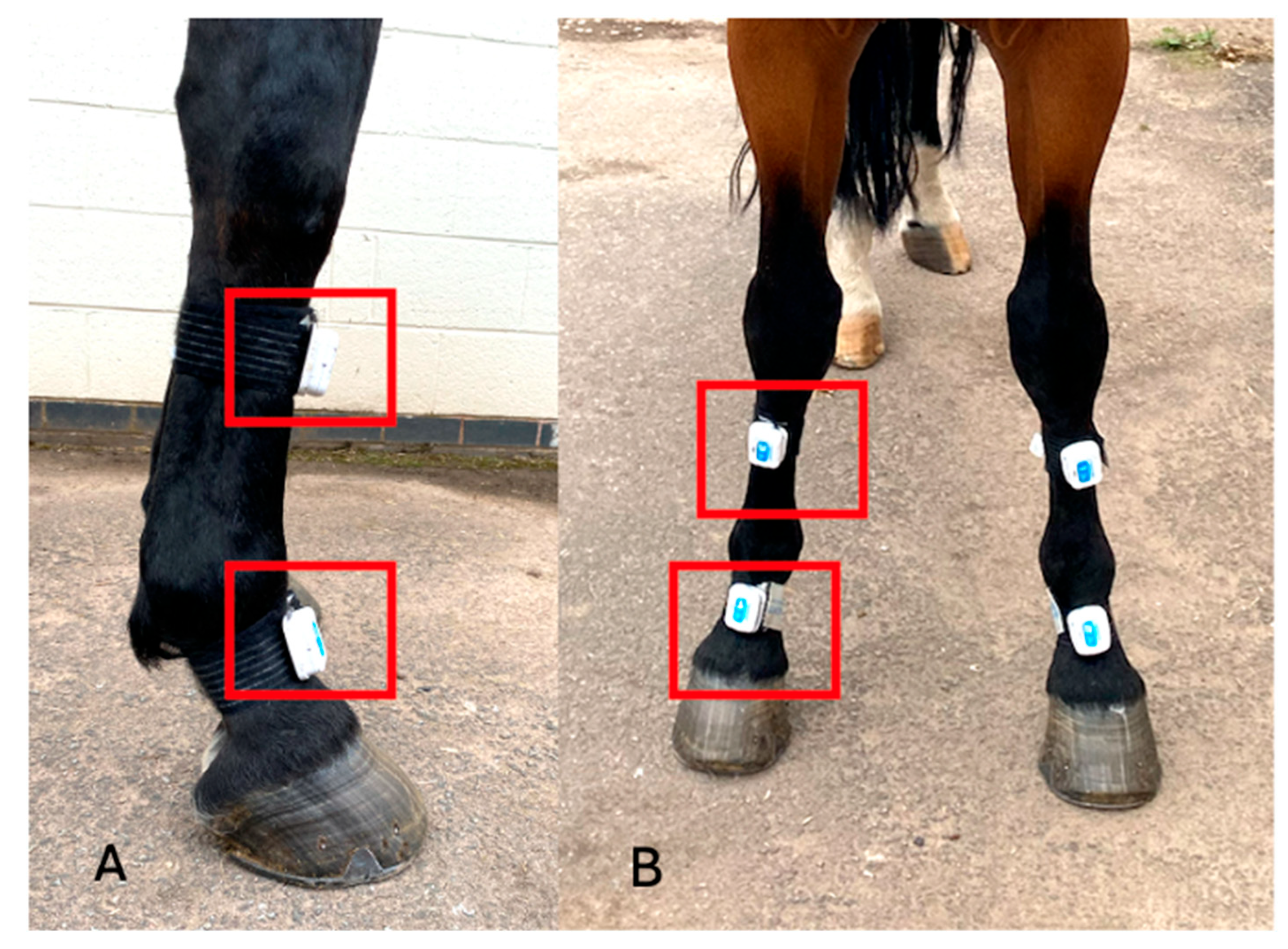 Animals 15 01965 g002