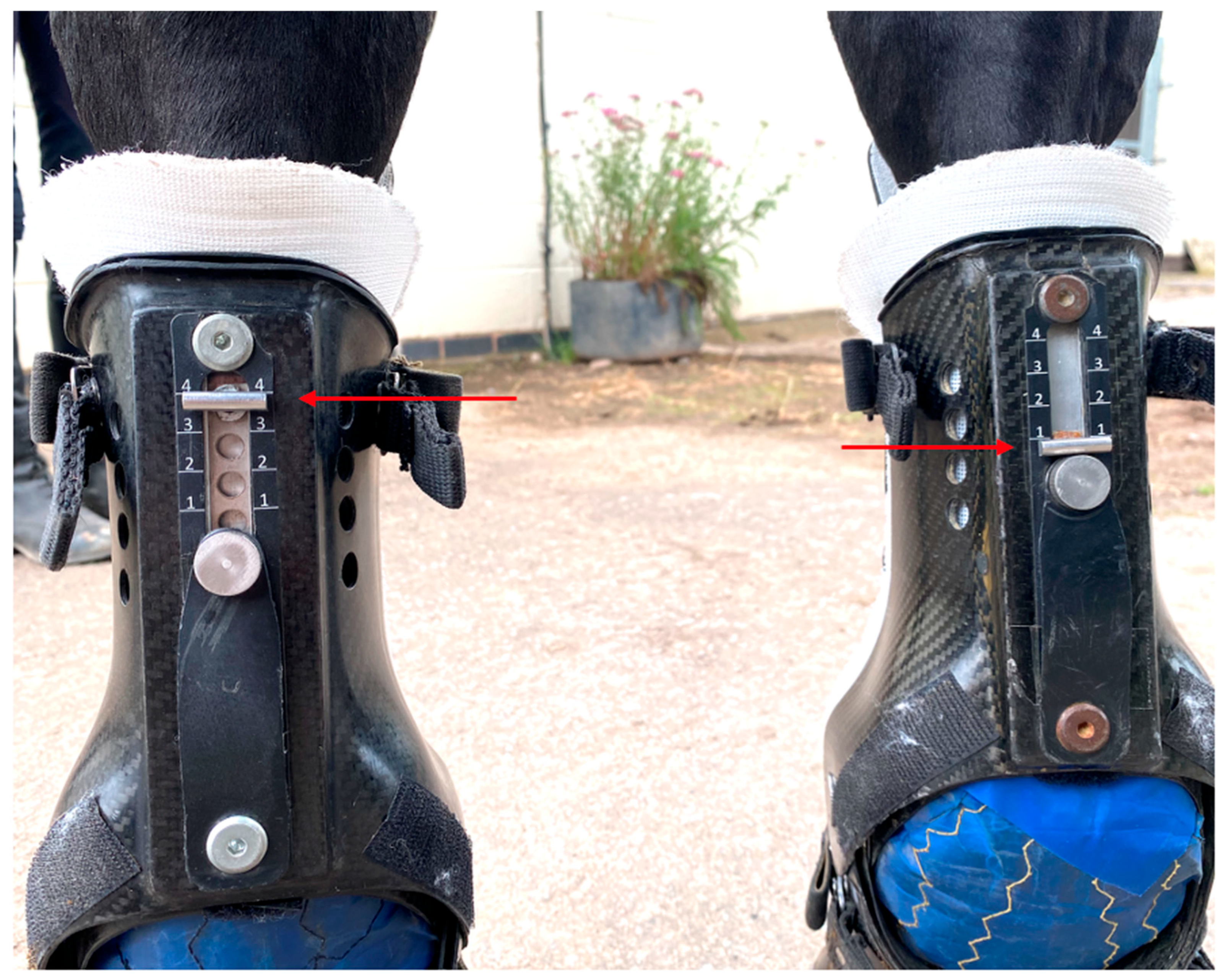 Animals 15 01965 g004