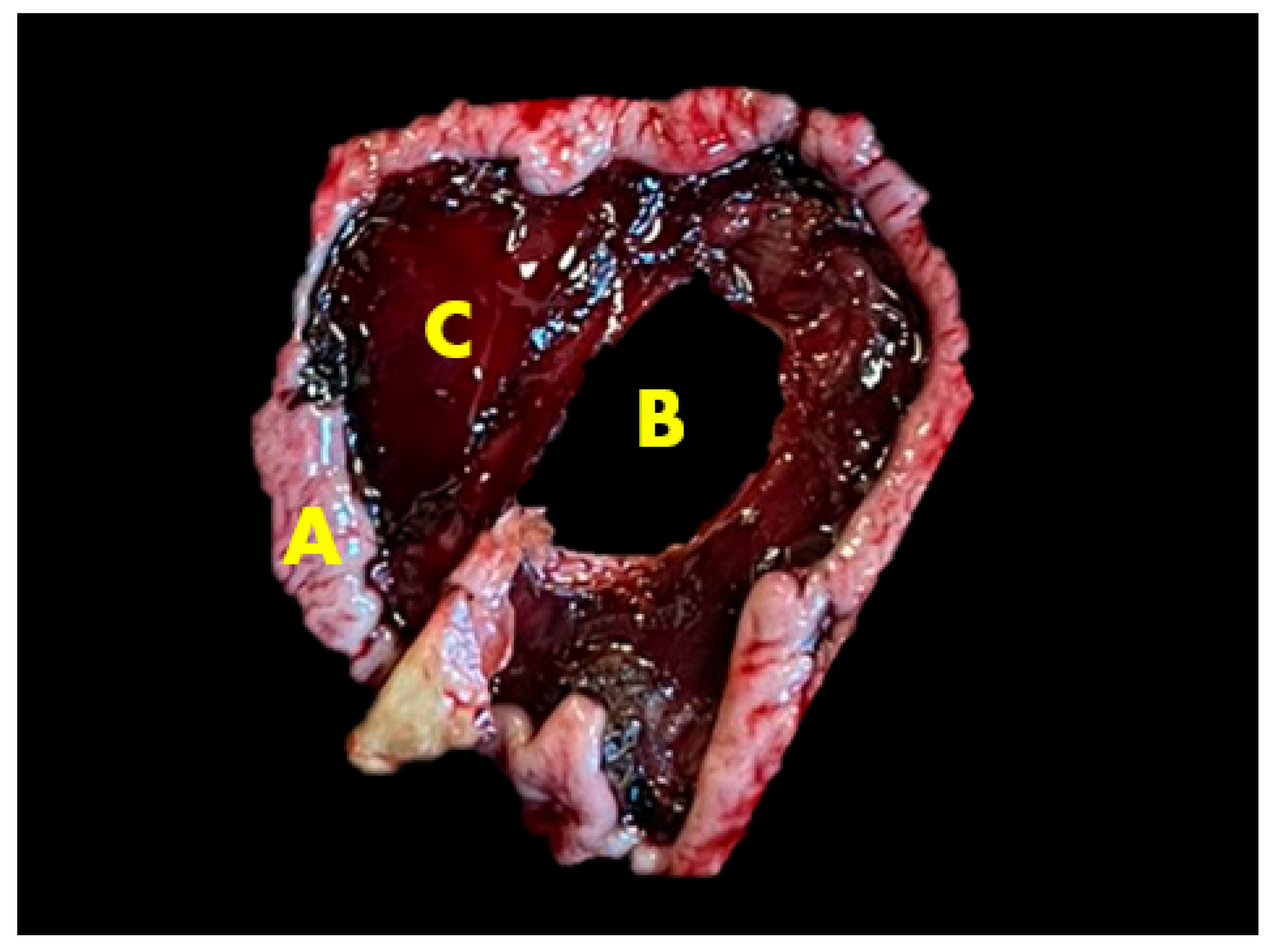 Animals 15 01969 g003