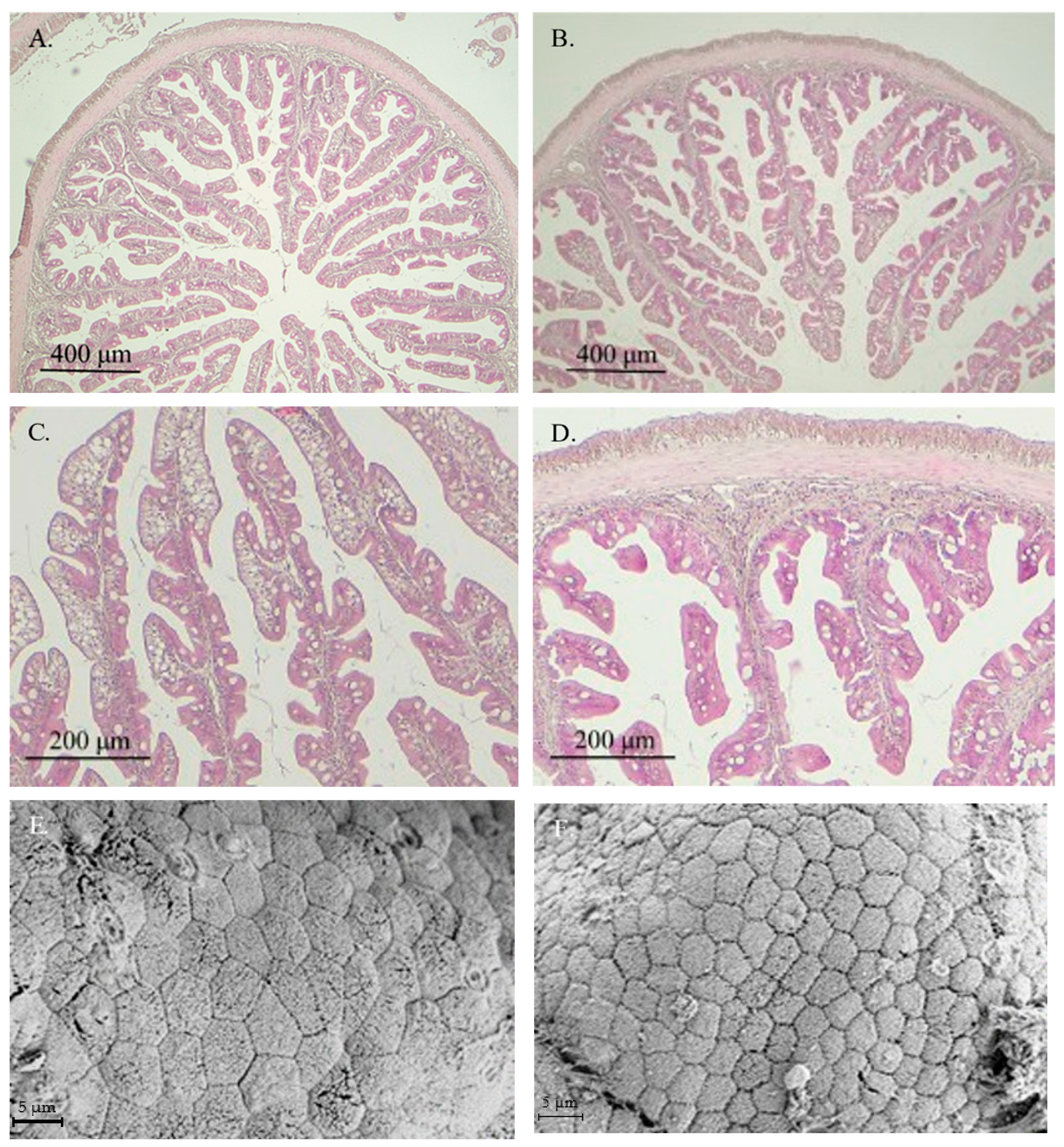 Animals 15 01982 g001