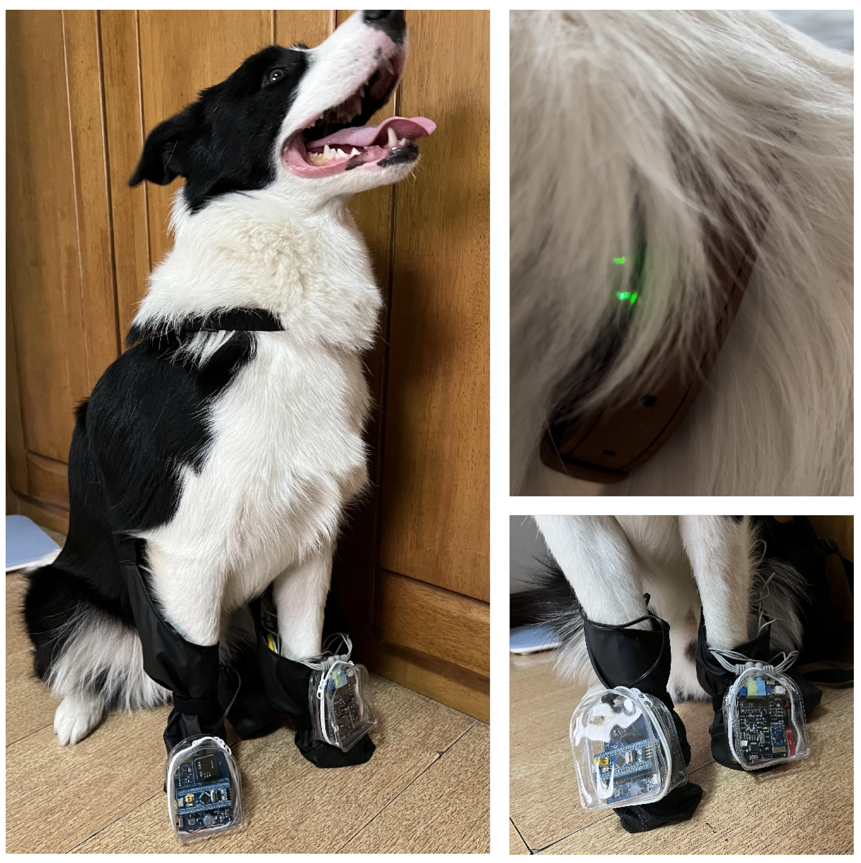 Animals 15 01984 g002