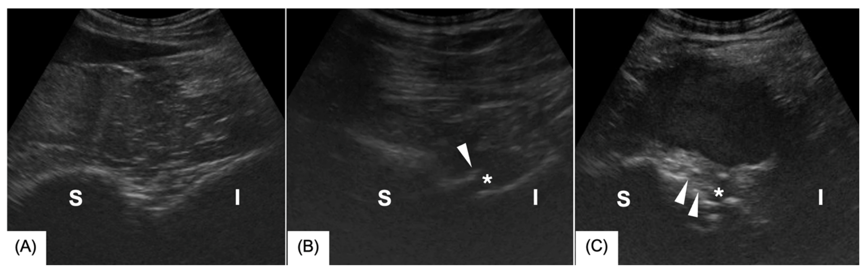 Animals 15 01995 g001