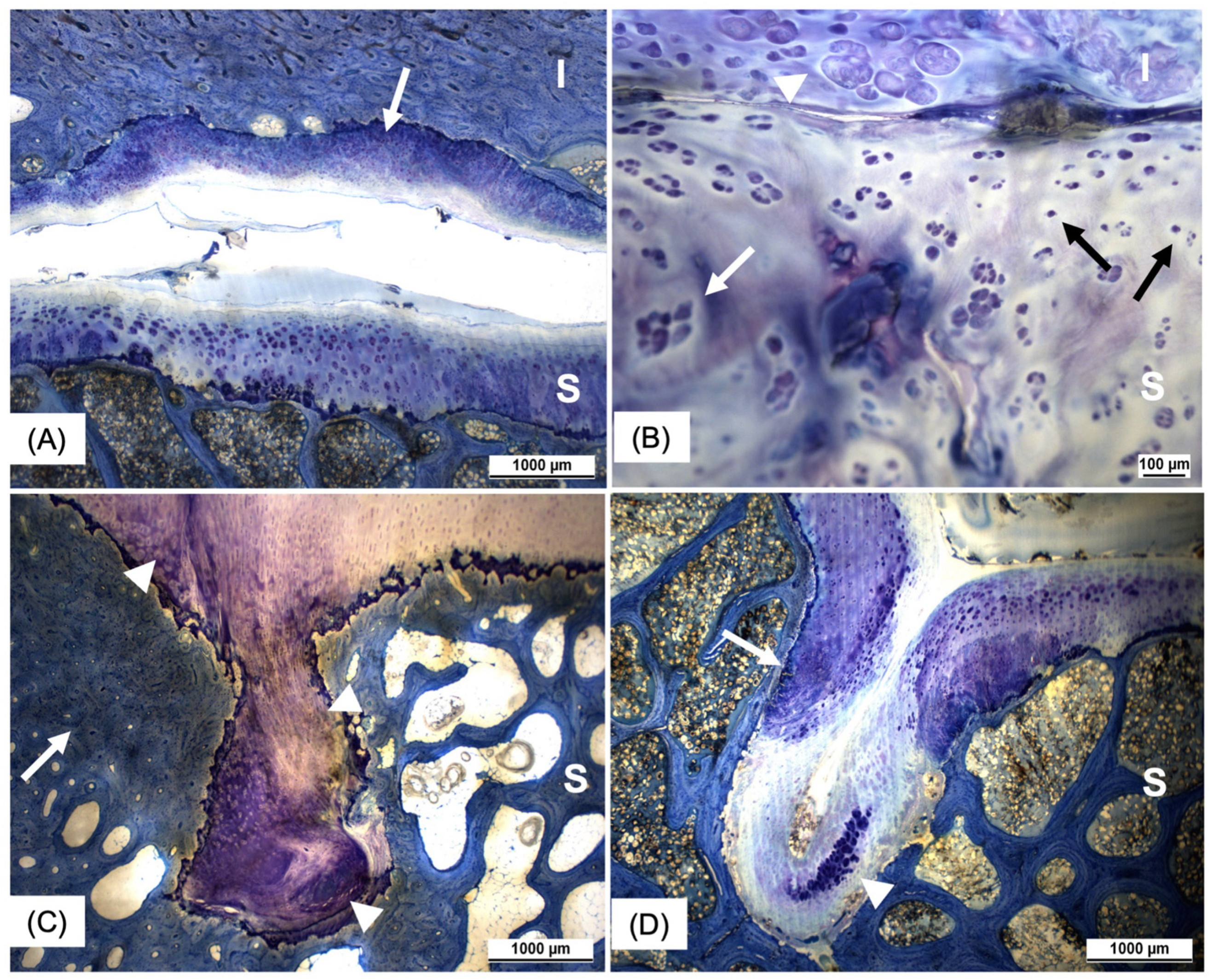 Animals 15 01995 g003