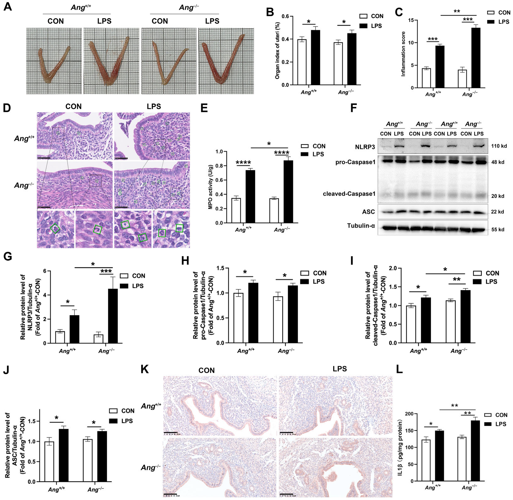 Animals 15 02002 g003