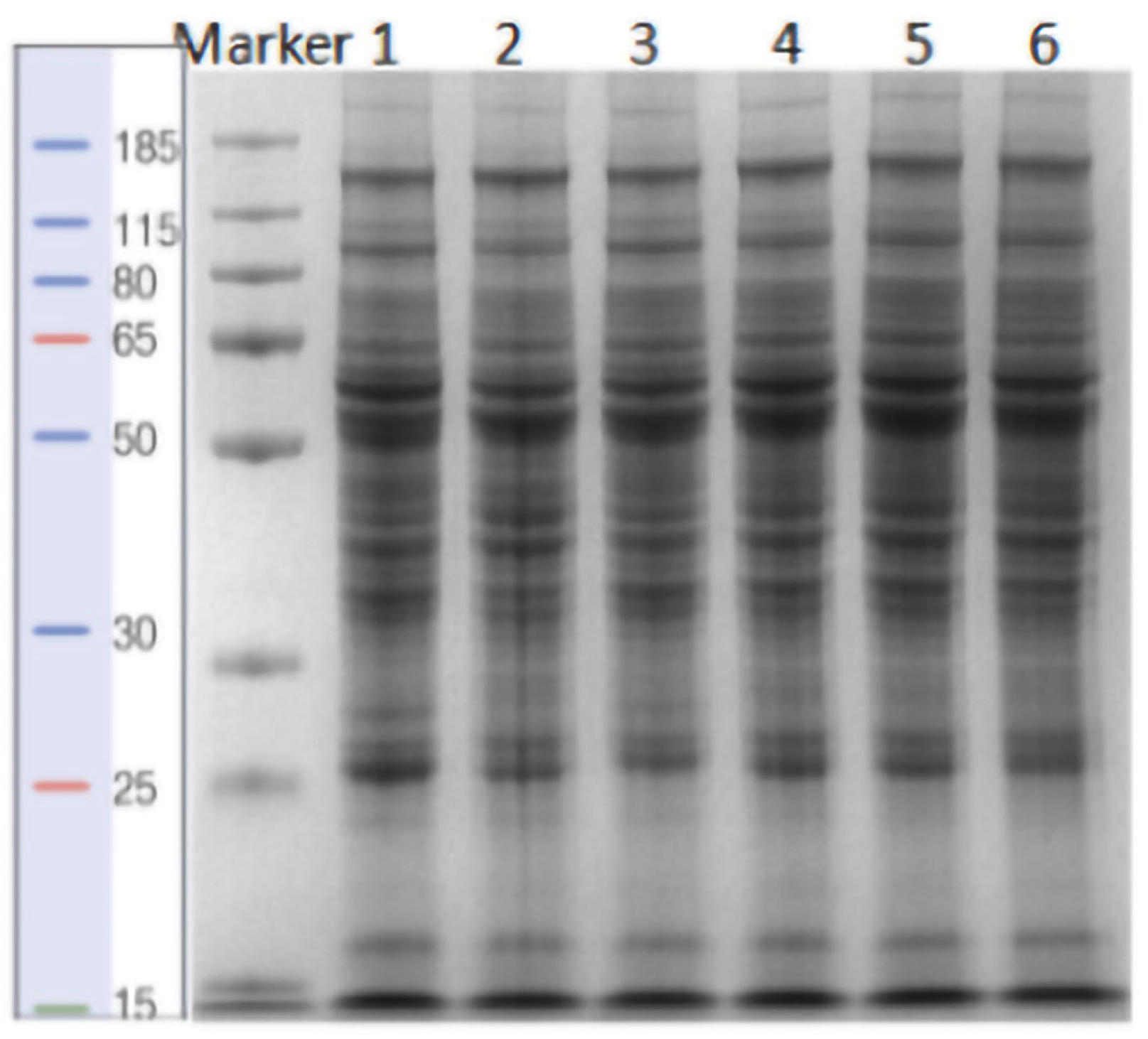 Animals 15 02010 g001