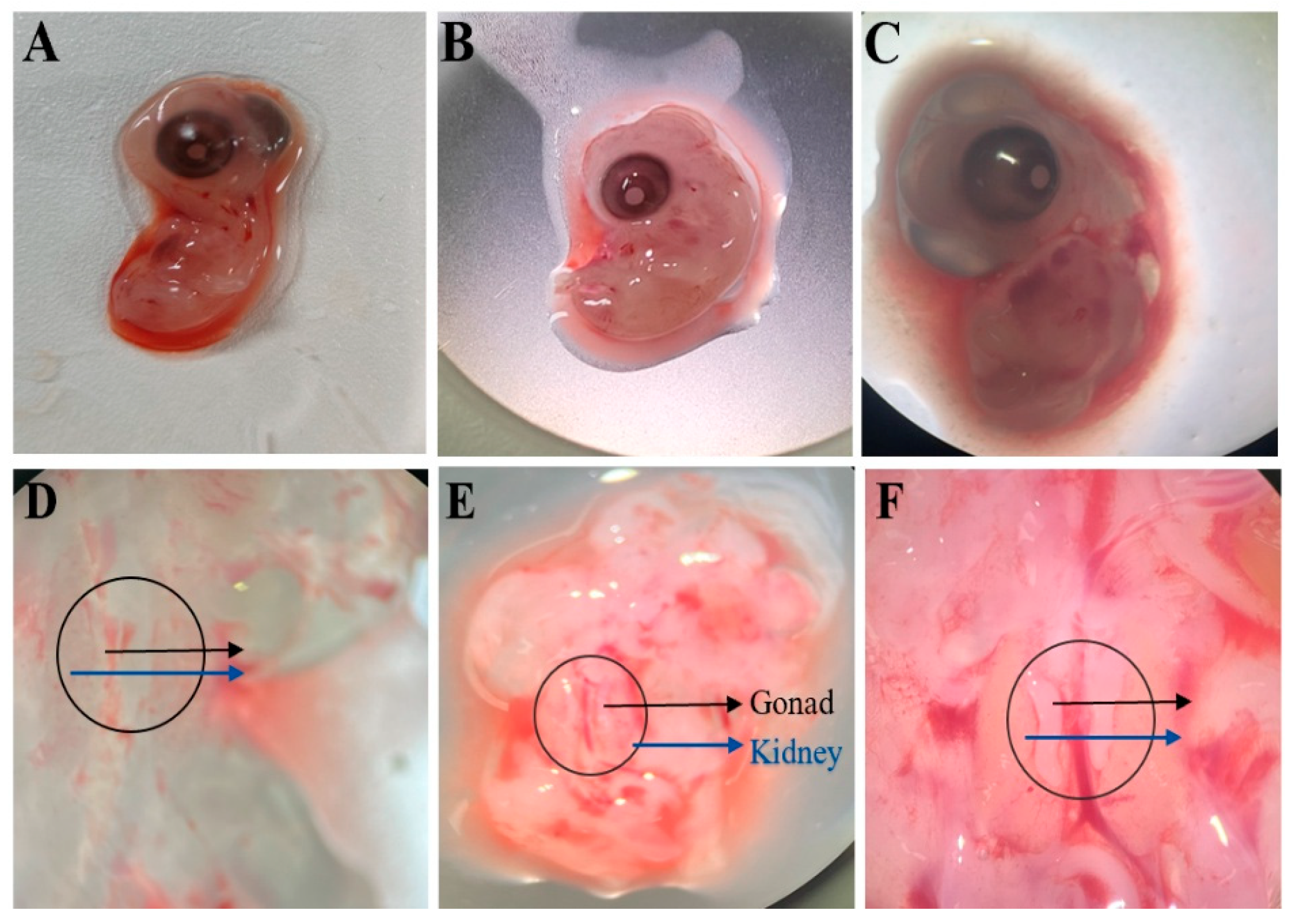 Animals 15 02018 g002