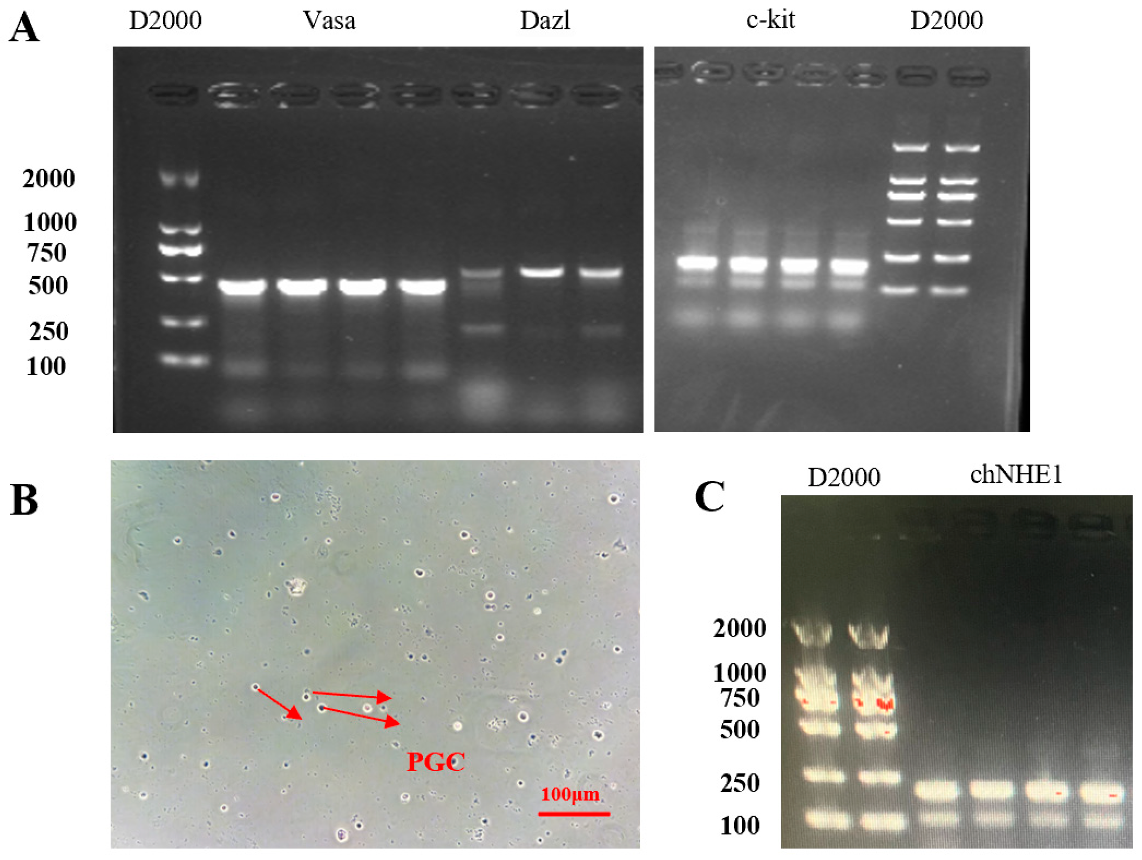 Animals 15 02018 g004