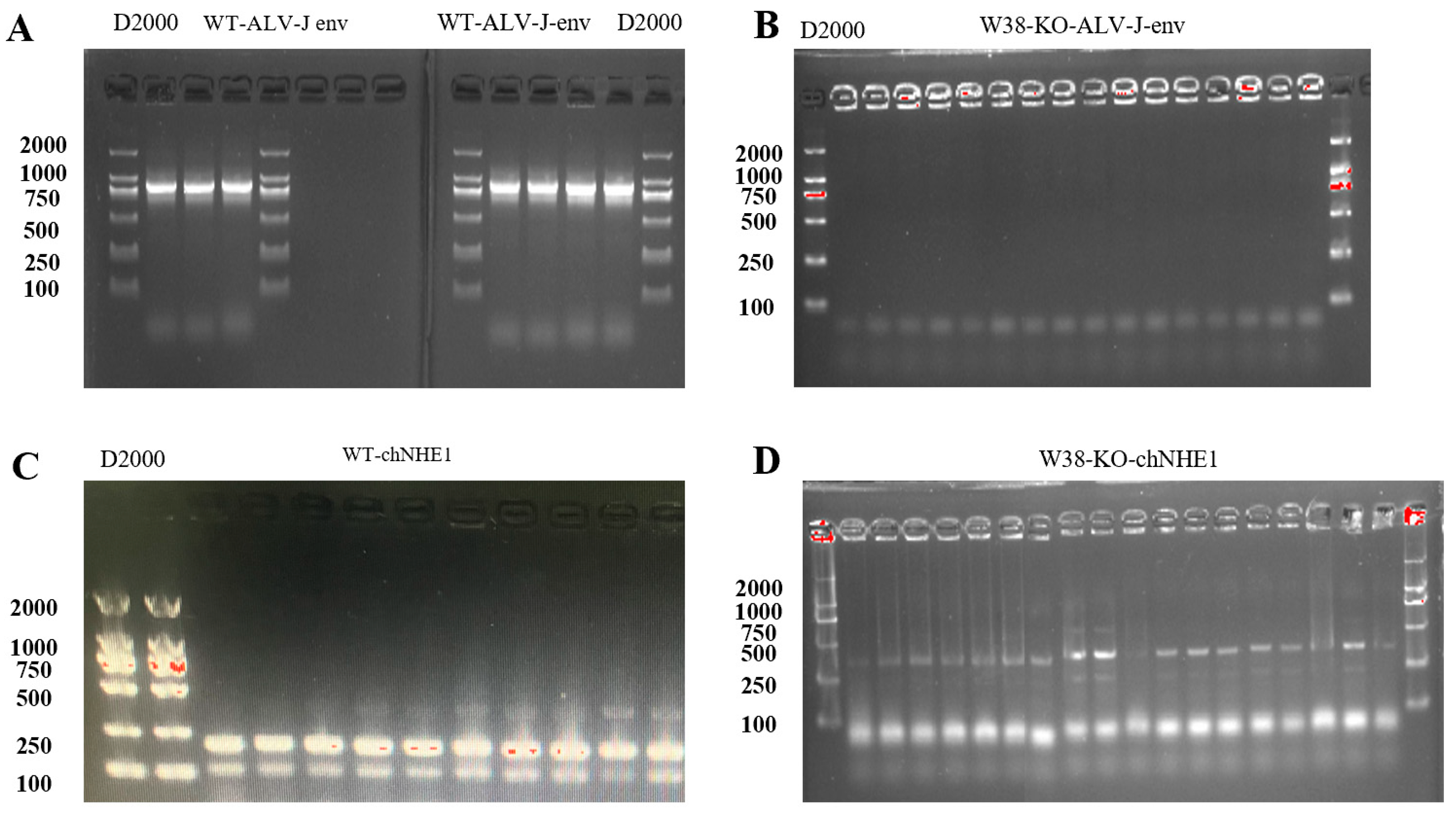 Animals 15 02018 g0a4