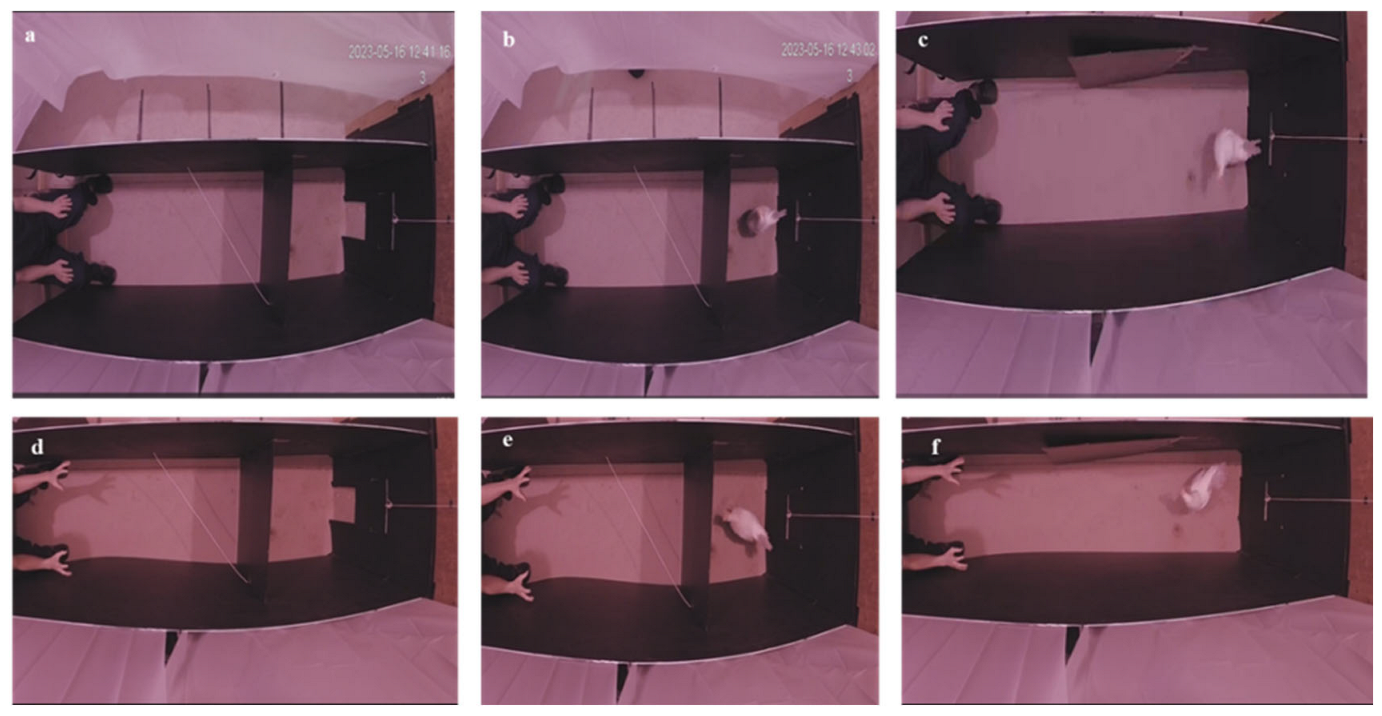 Animals 15 02023 g002