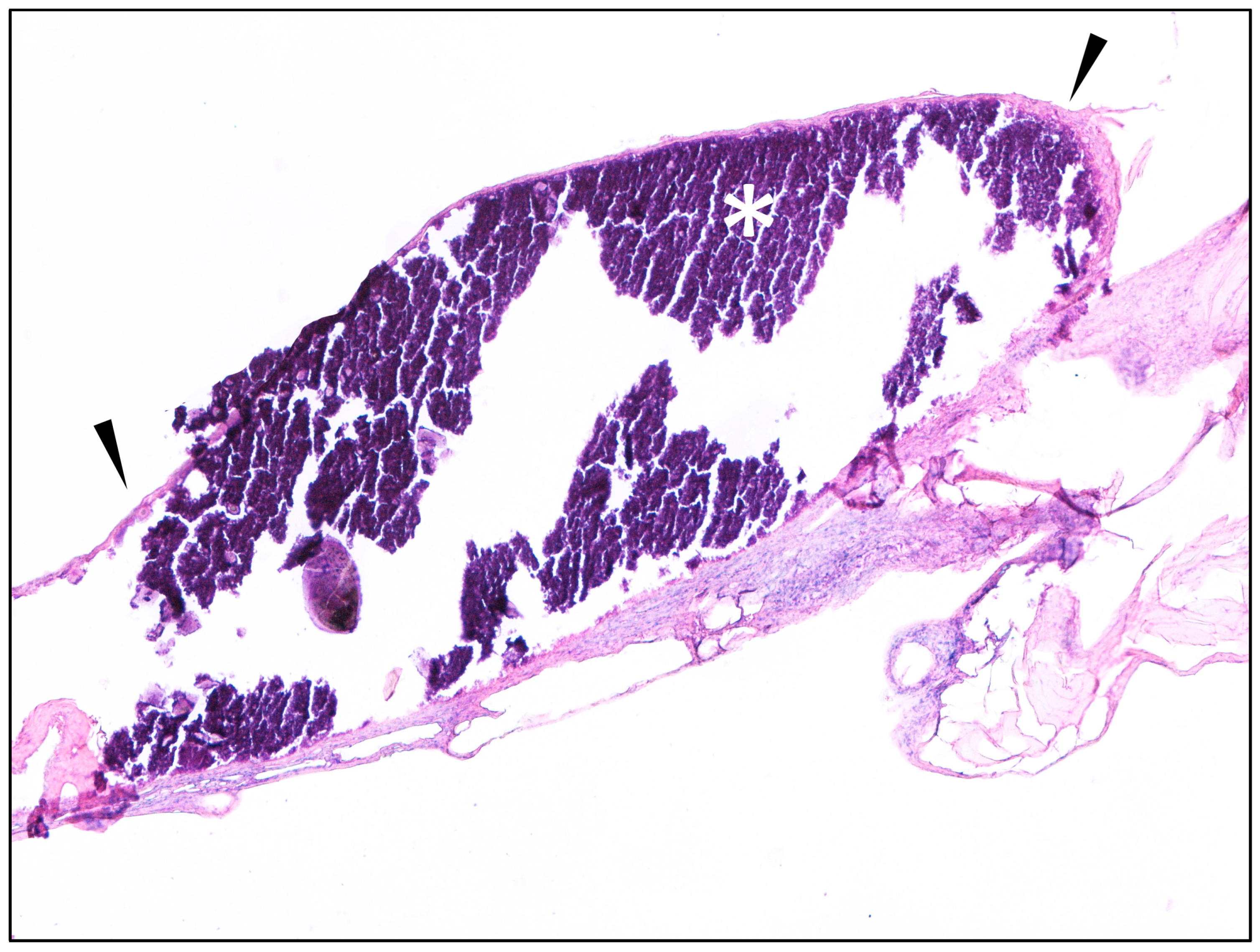 Animals 15 02024 g002