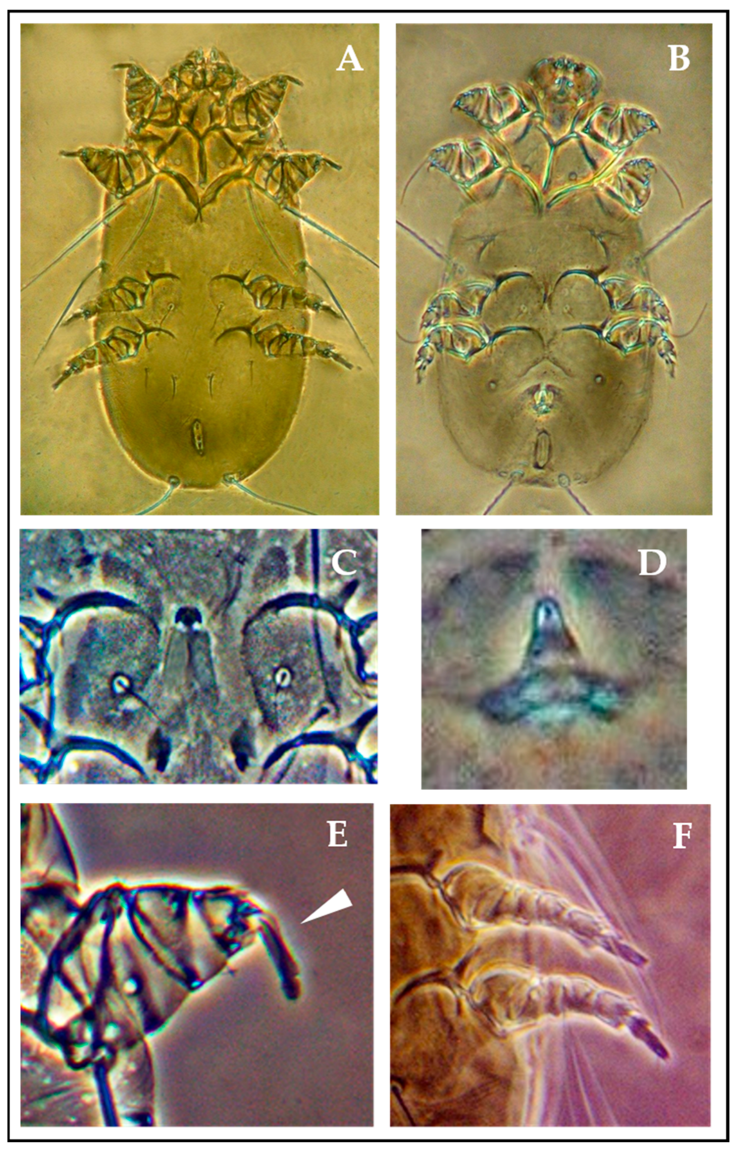 Animals 15 02024 g003