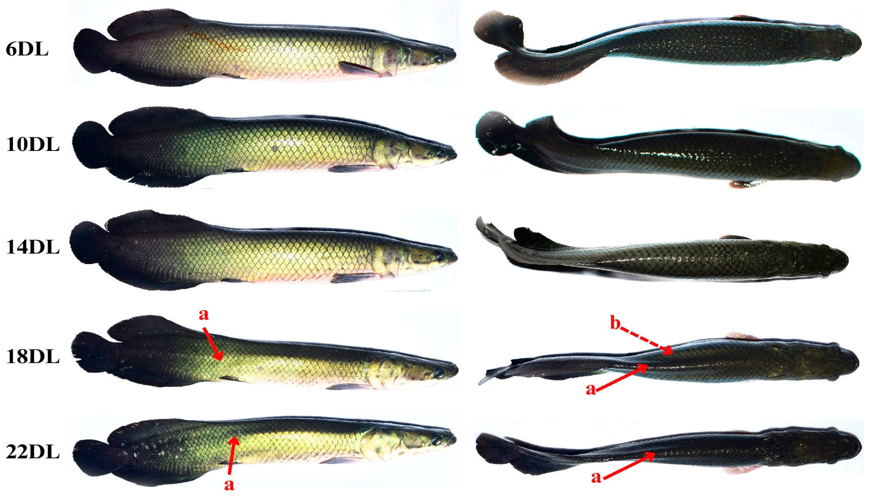 Animals 15 02027 g002