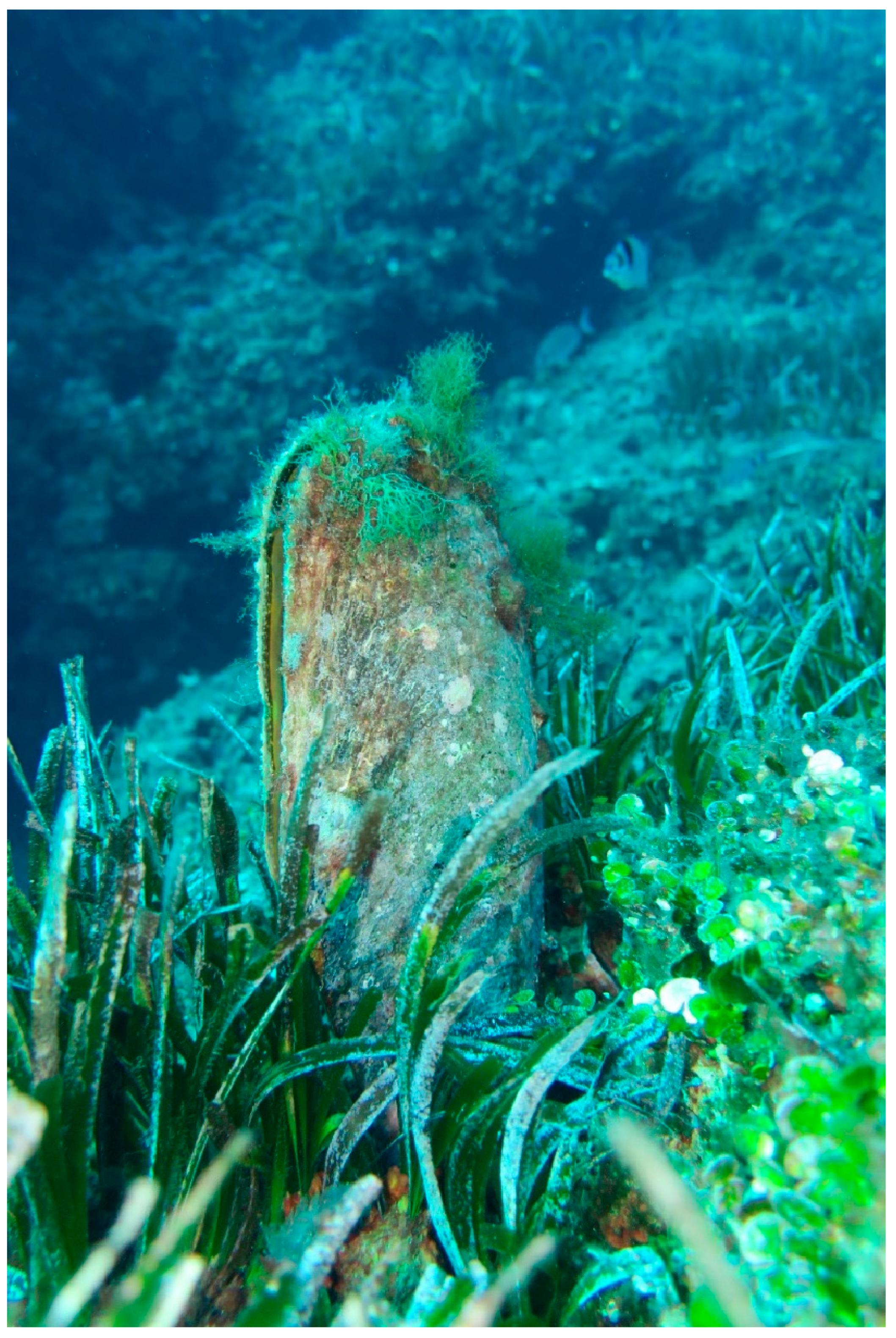 Animals 15 02044 g001 Animals 15 02044 g001