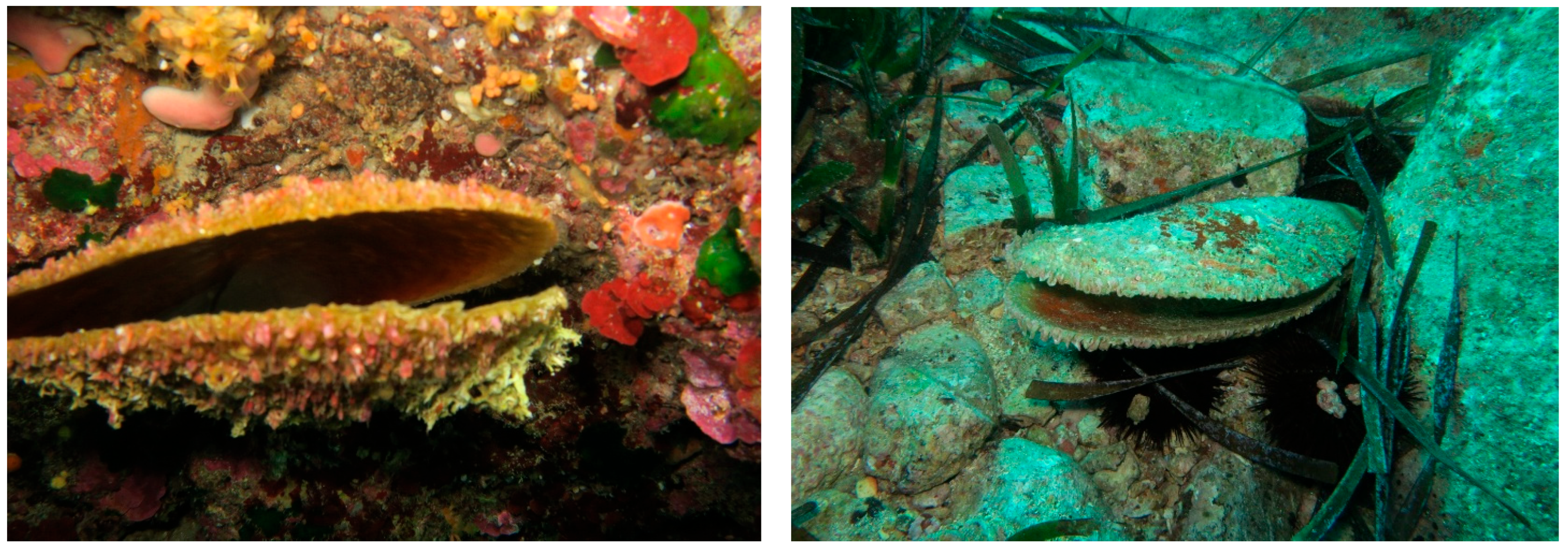 Animals 15 02044 g003 Animals 15 02044 g003