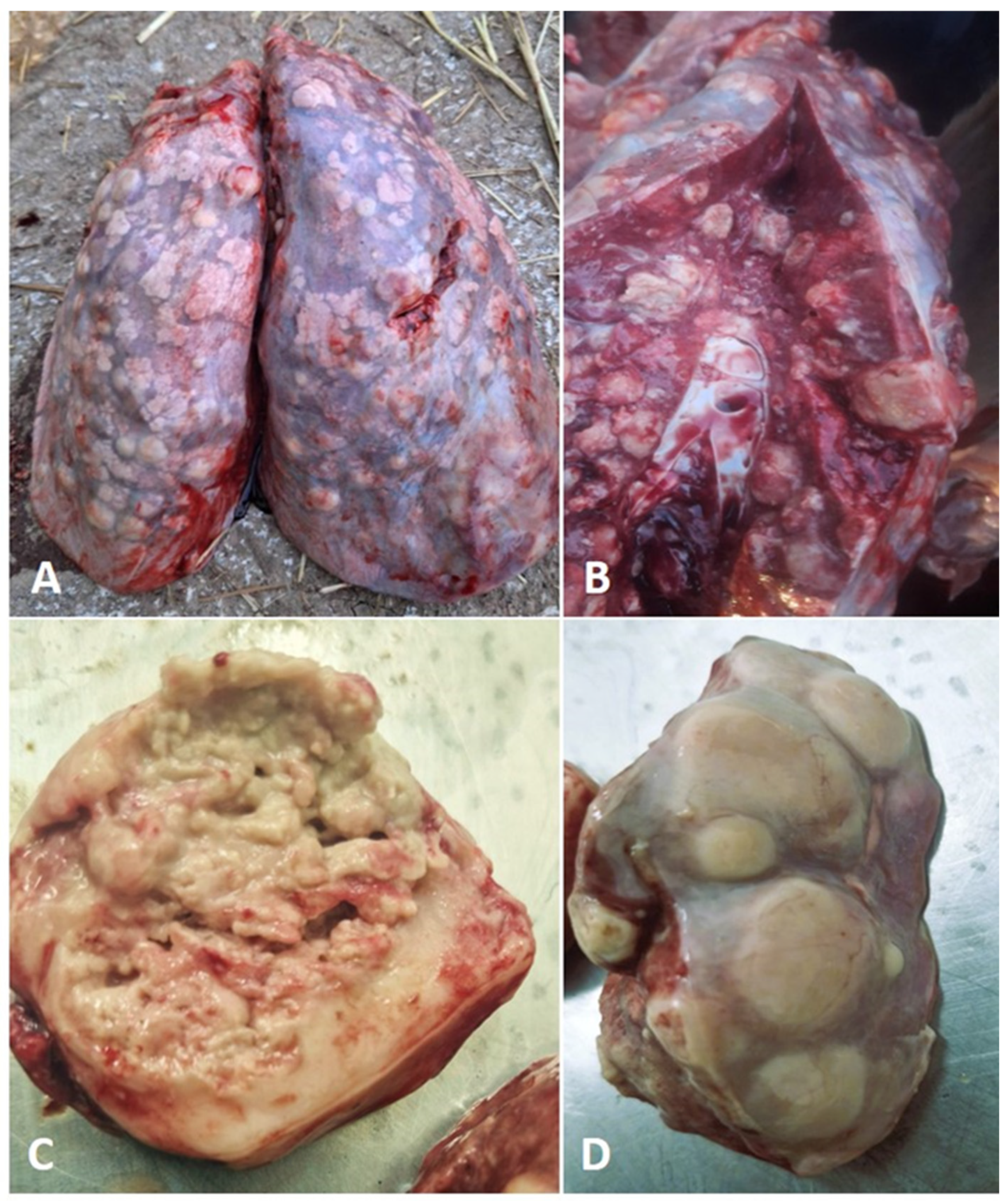 Animals 15 02058 g001