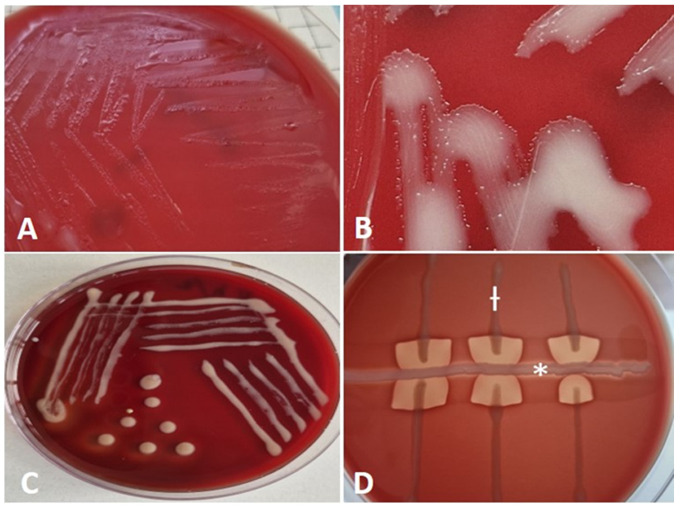 Animals 15 02058 g002