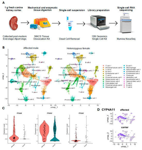 One Cell Dog Renal Single-Cell RNA Sequencing and Digital Cytometry in Dogs with X ...