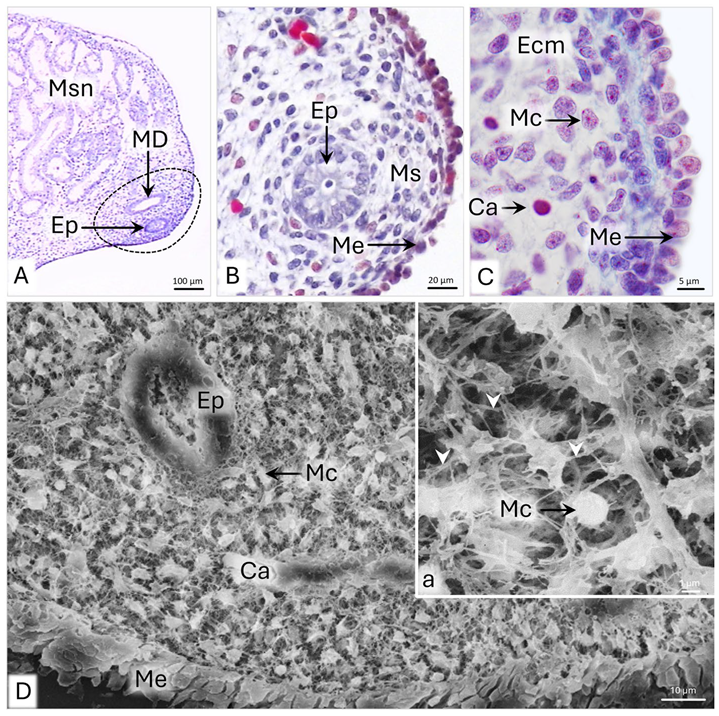 Animals 15 02067 g001