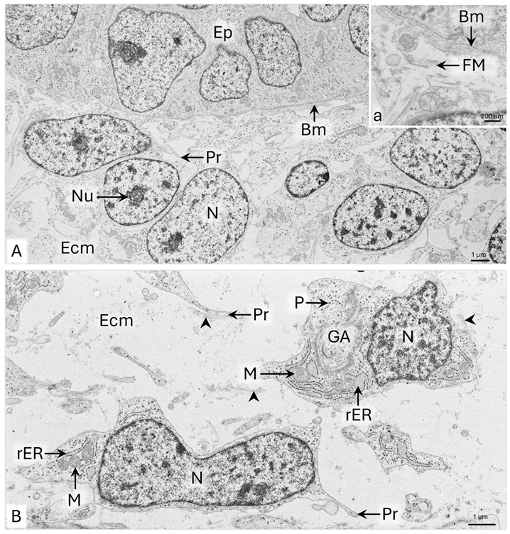 Animals 15 02067 g003