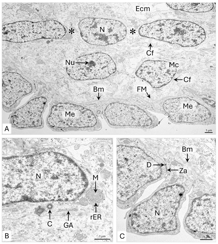 Animals 15 02067 g004