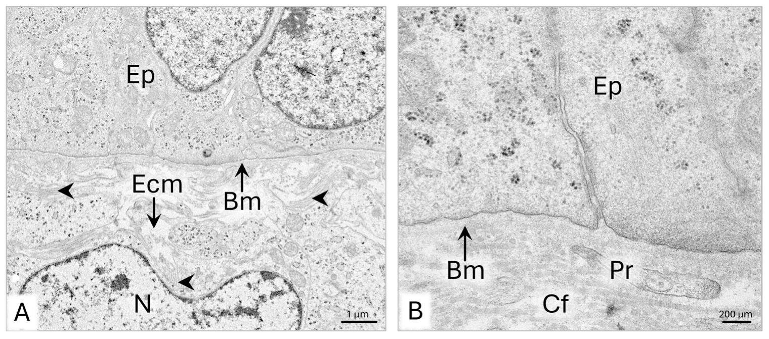 Animals 15 02067 g006