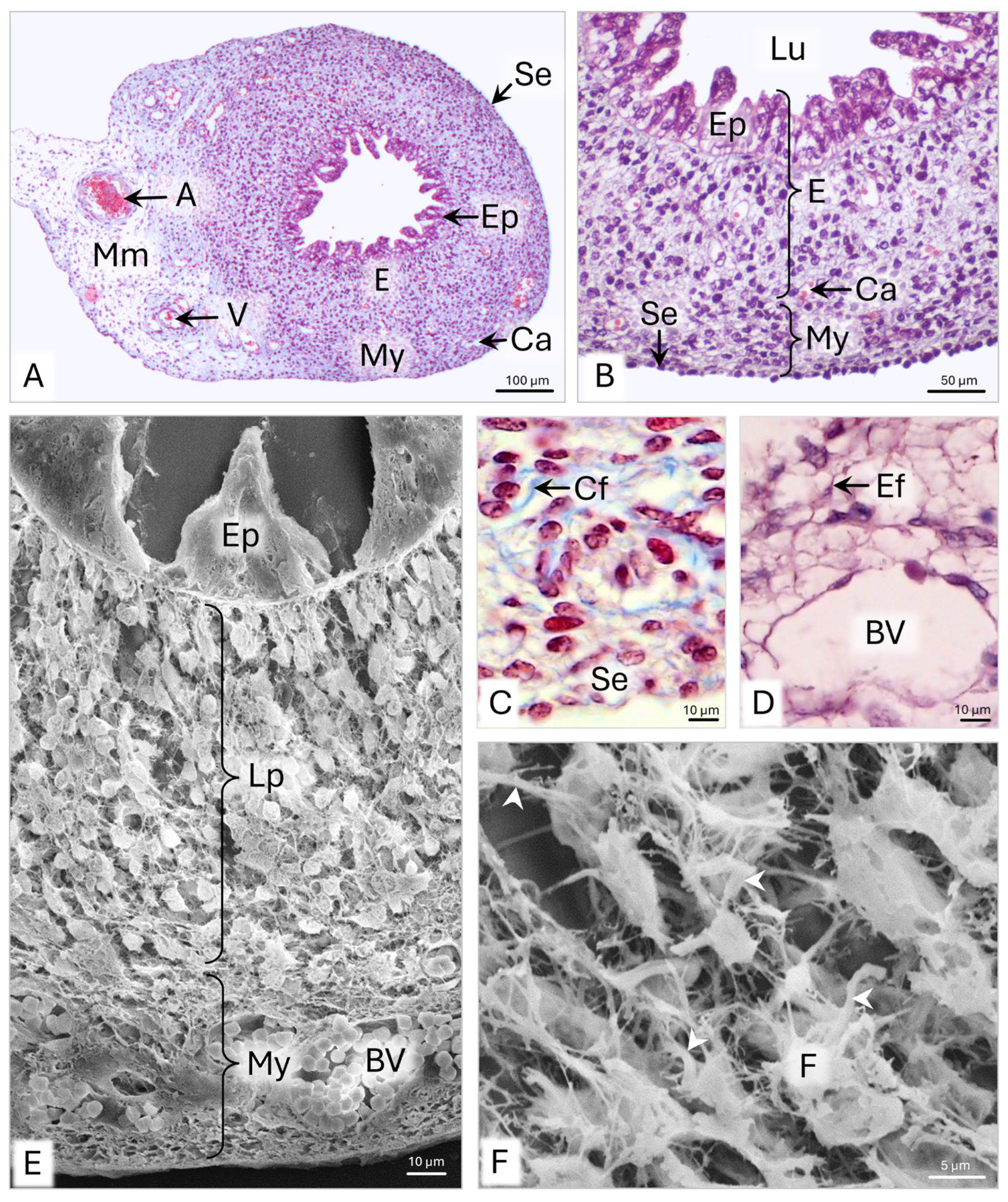 Animals 15 02067 g008
