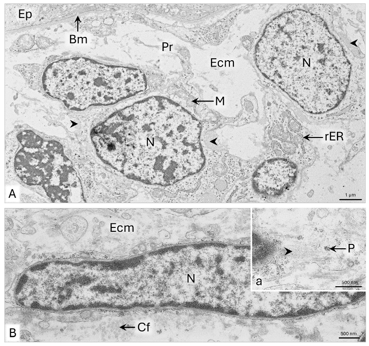 Animals 15 02067 g009