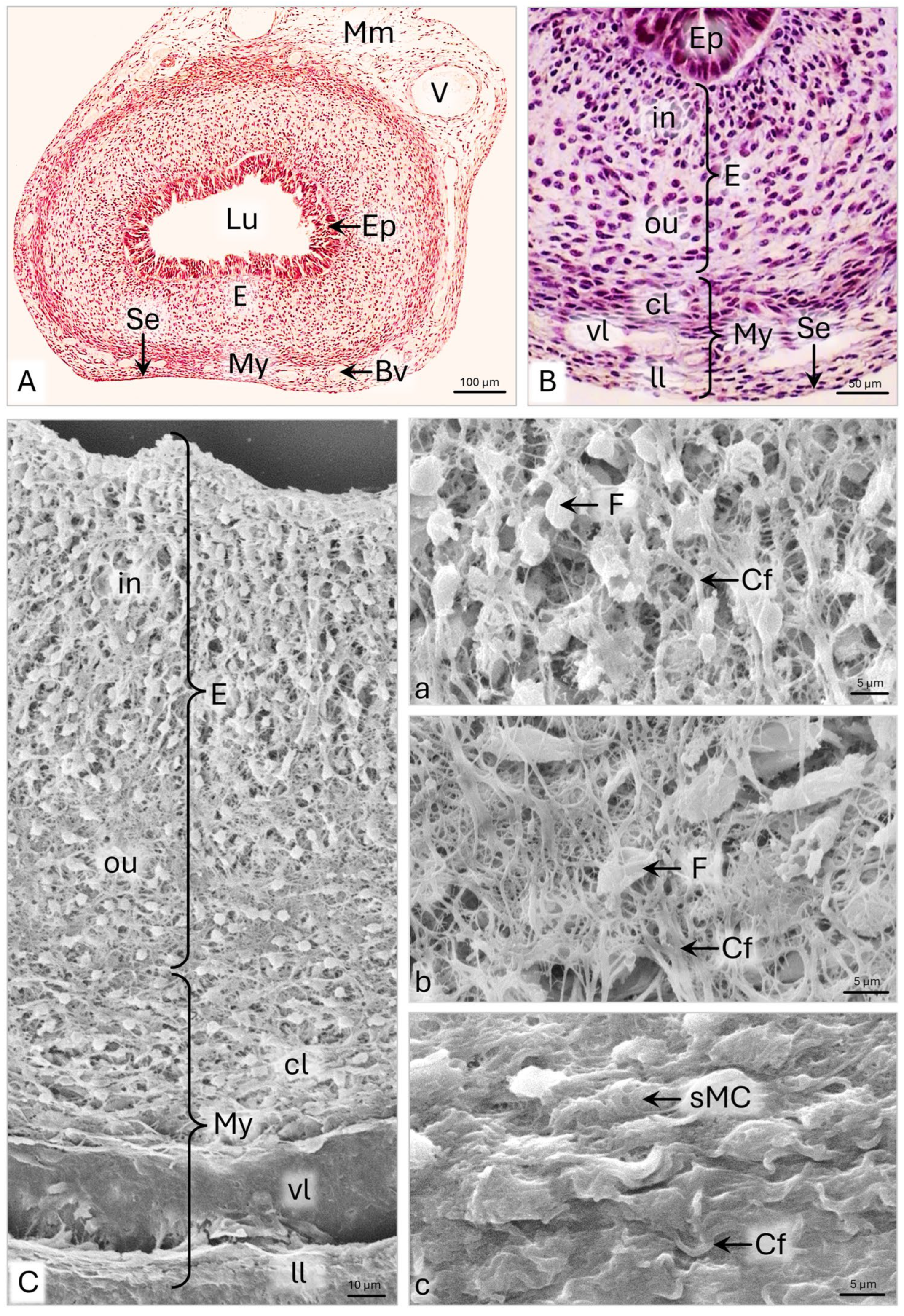 Animals 15 02067 g010