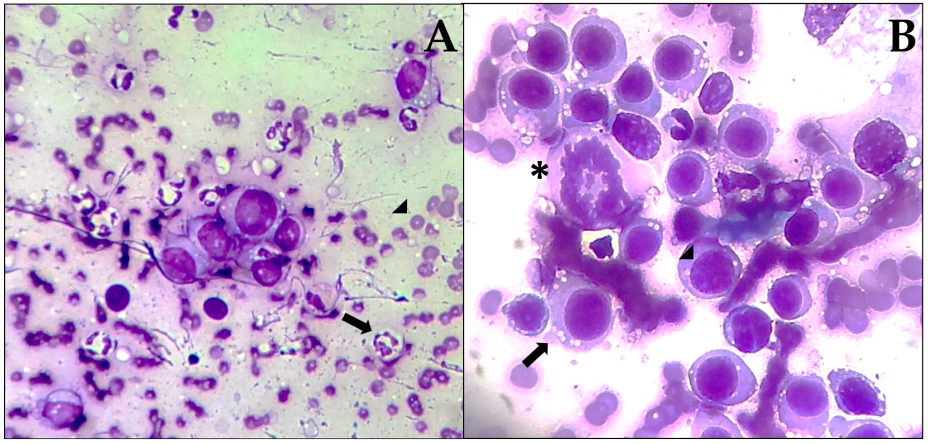 Animals 15 02069 g003