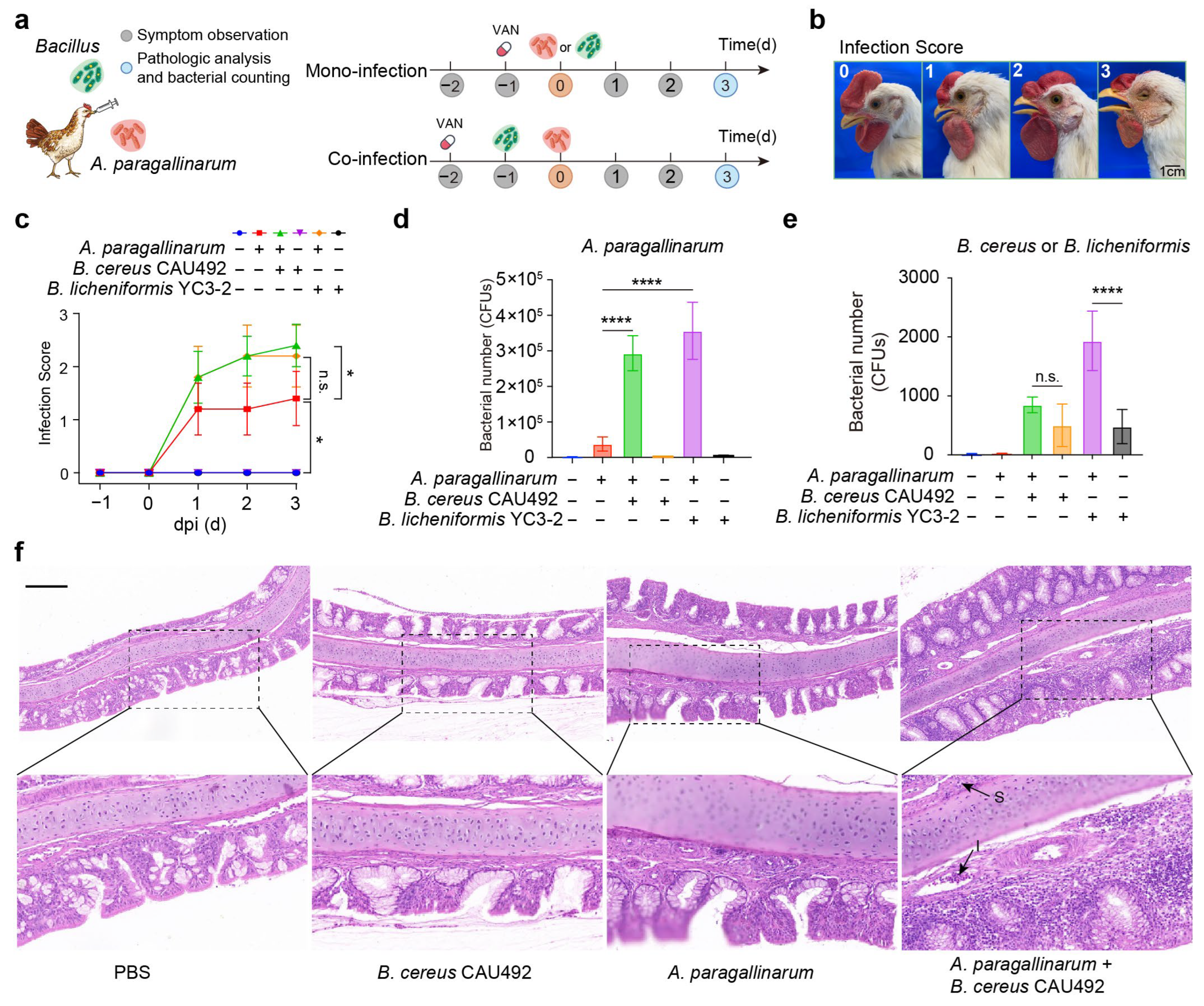 Animals 15 02076 g005