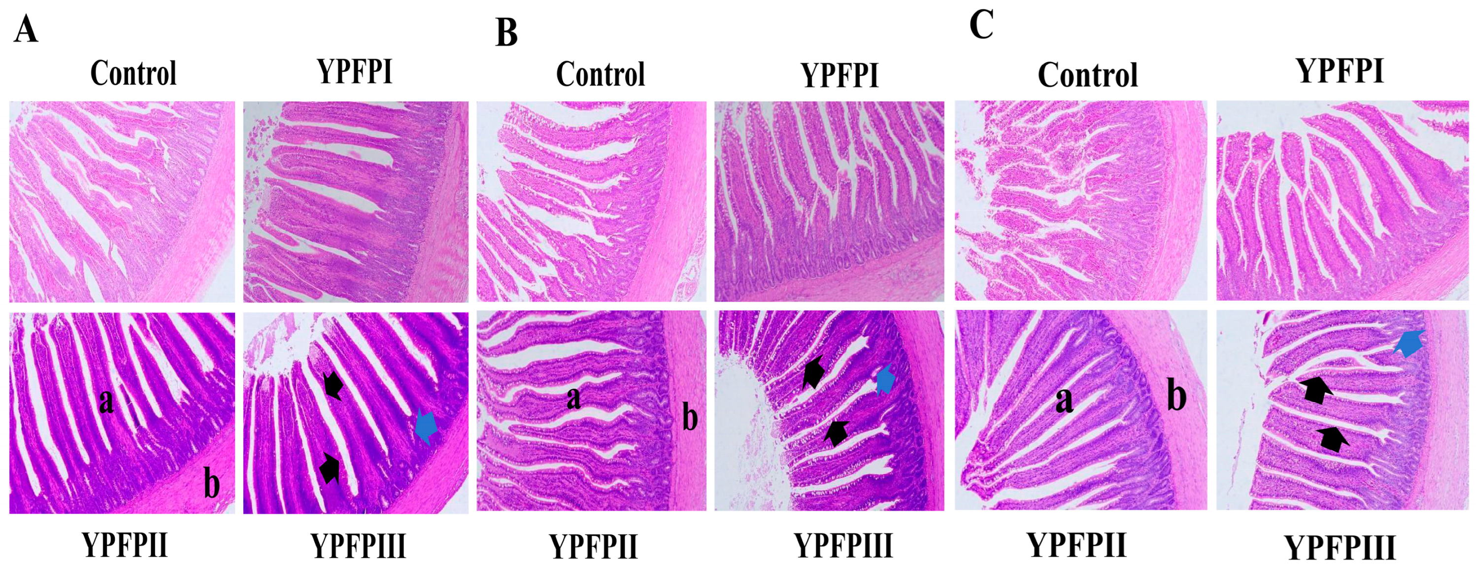 Animals 15 02077 g002