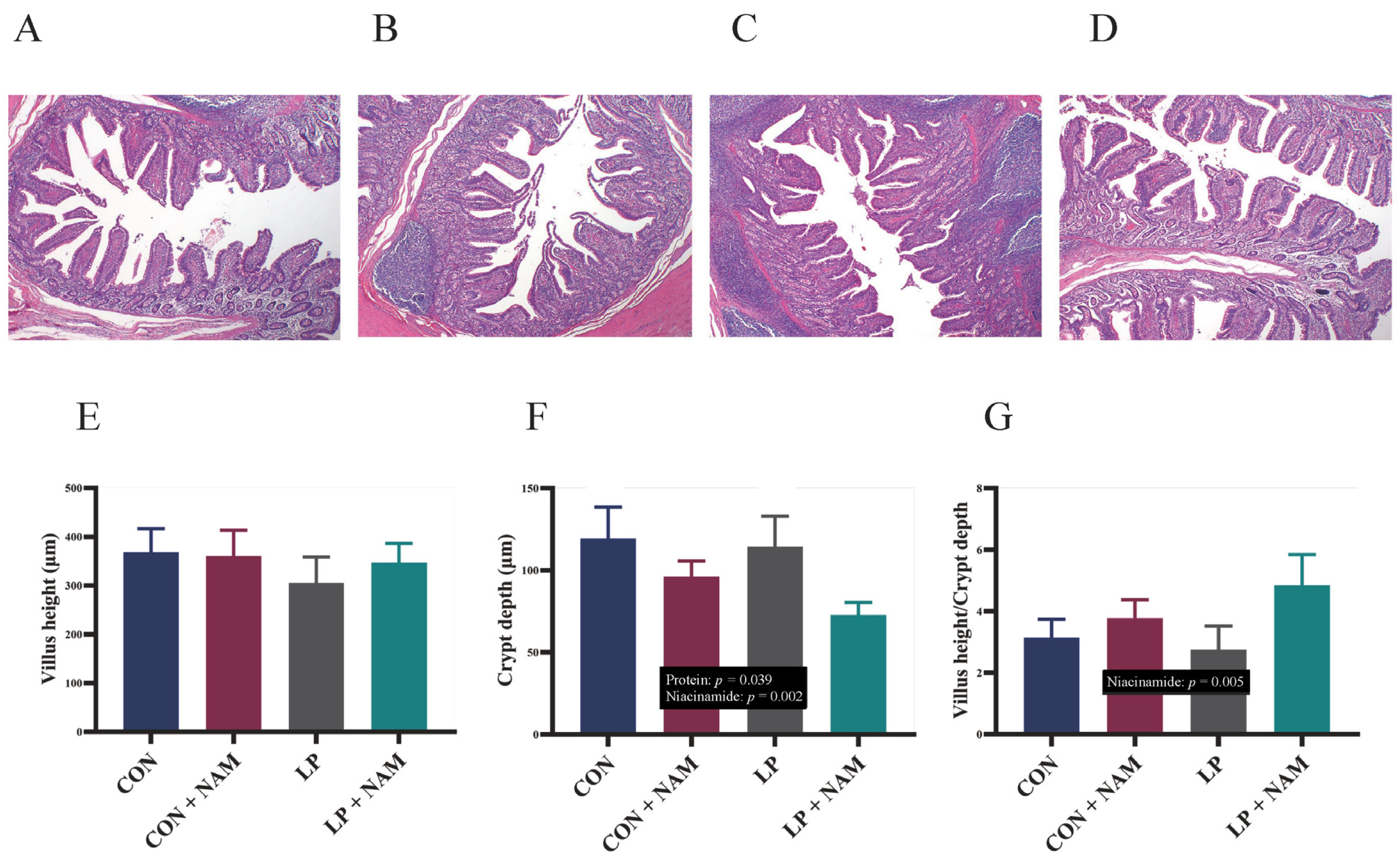 Impacts of 360 mg/kg Niacinamide Supplementation in Low