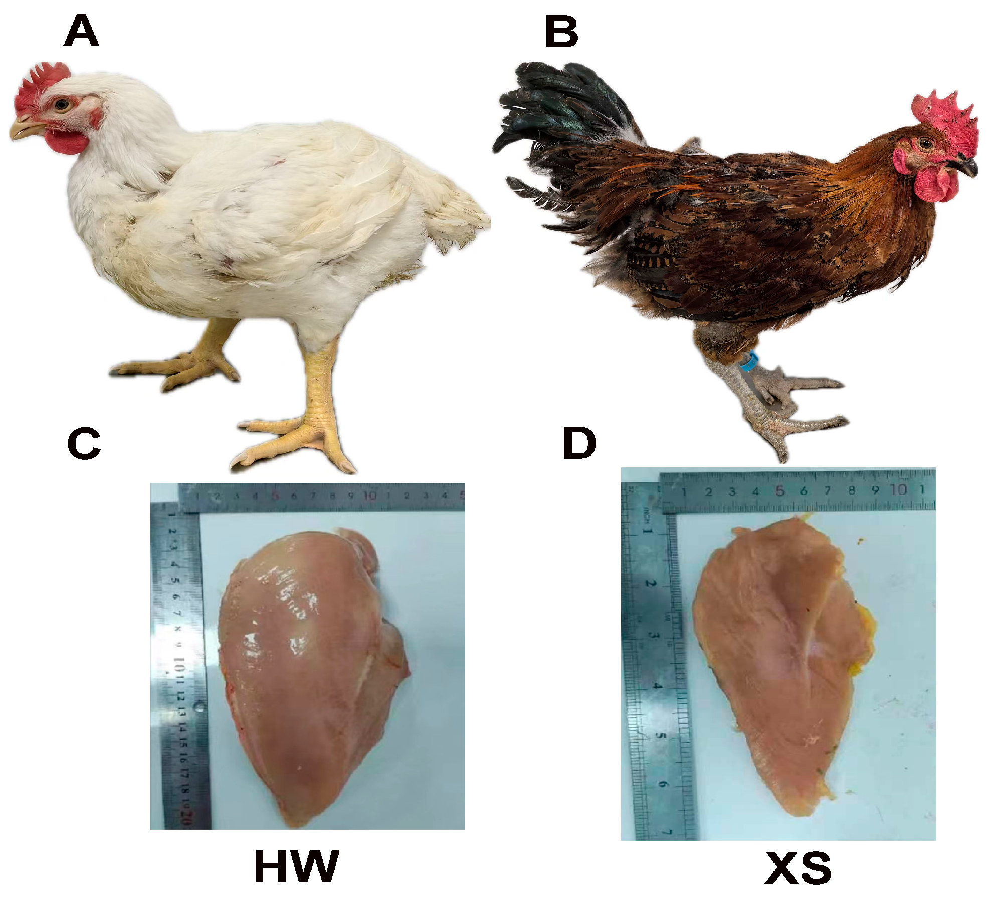 Animals 15 02099 g001