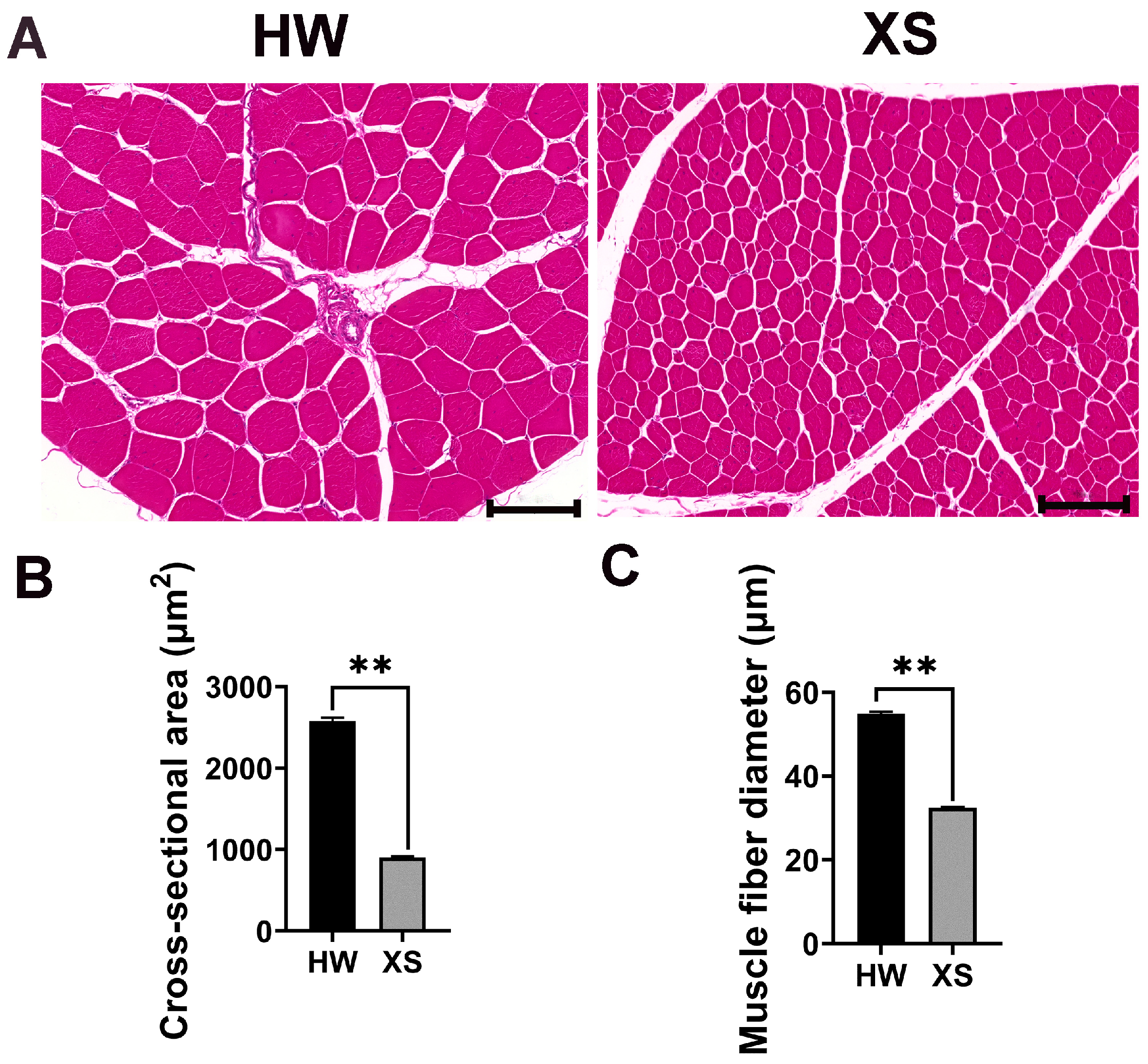 Animals 15 02099 g002