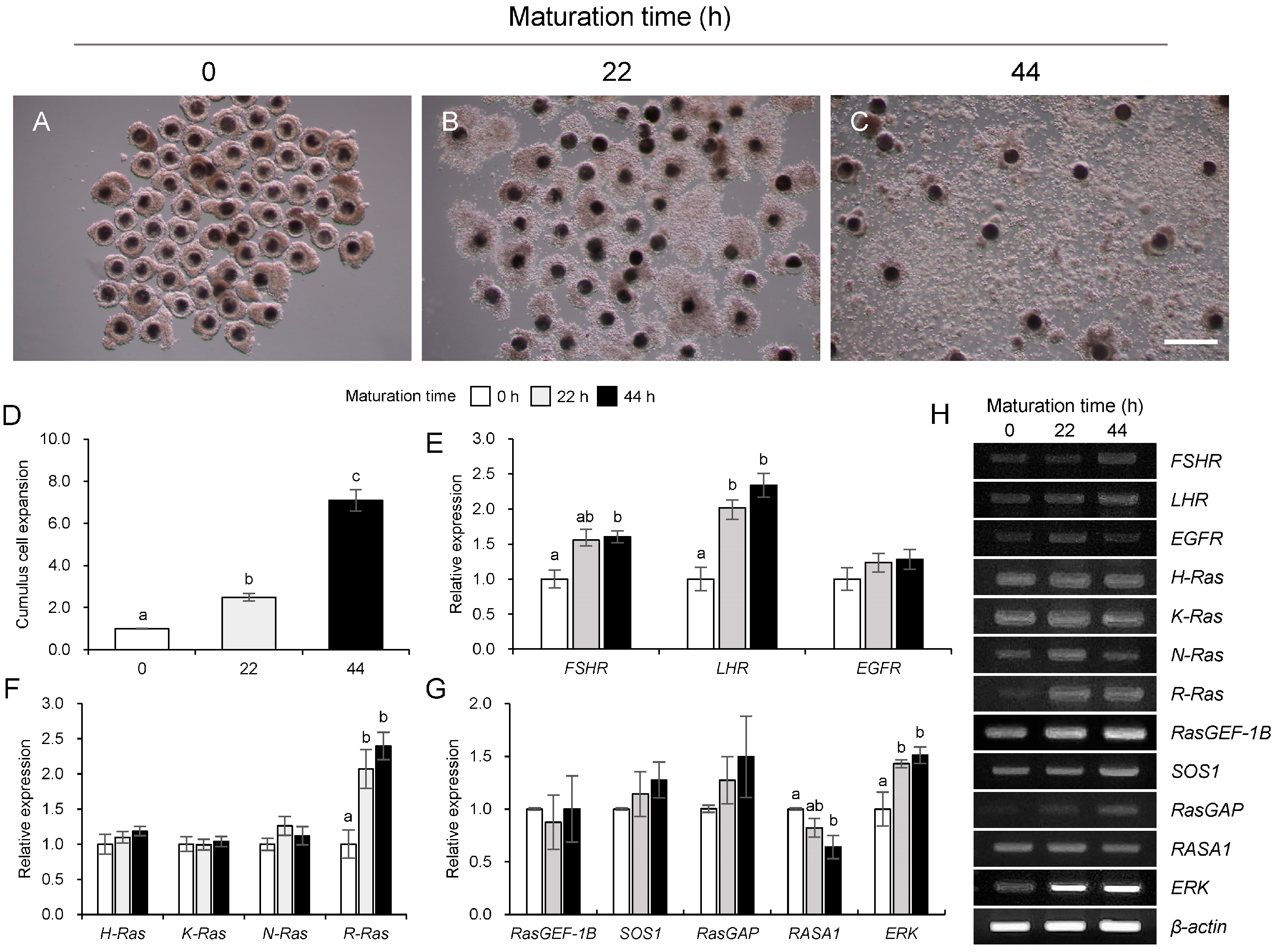Animals 15 02100 g001