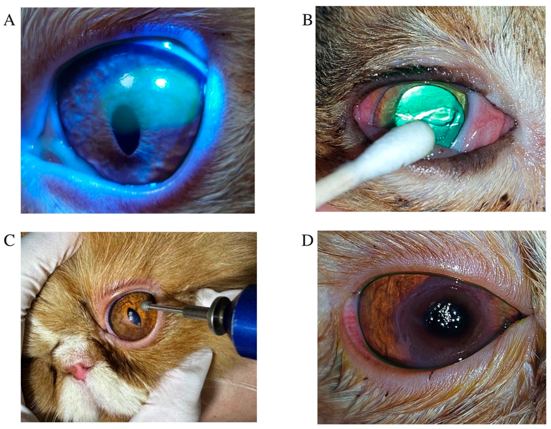 Animals 15 02104 g001