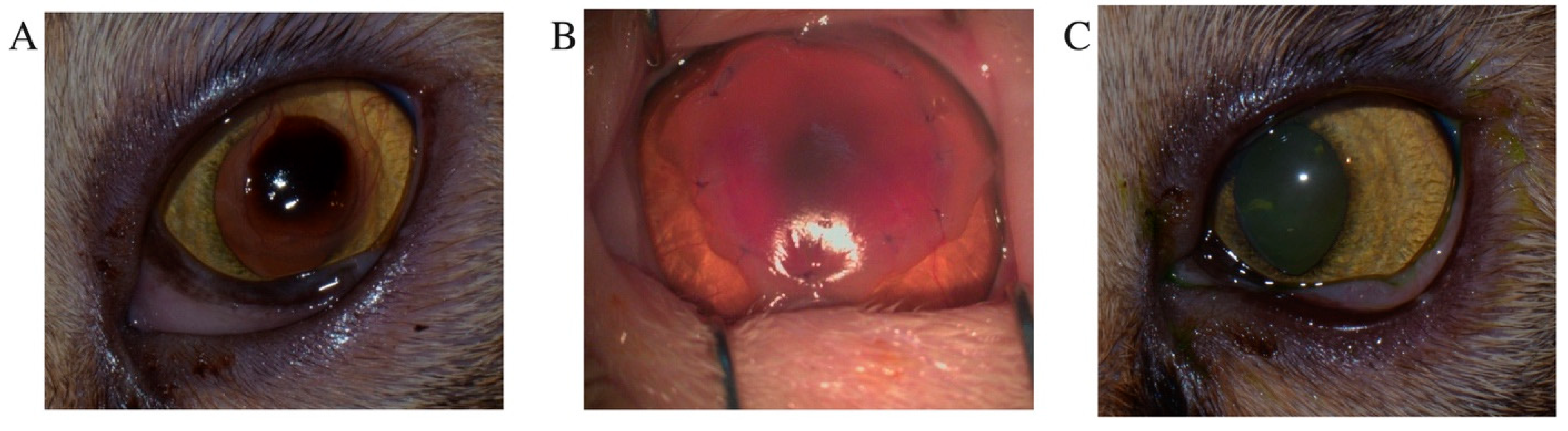 Animals 15 02104 g002