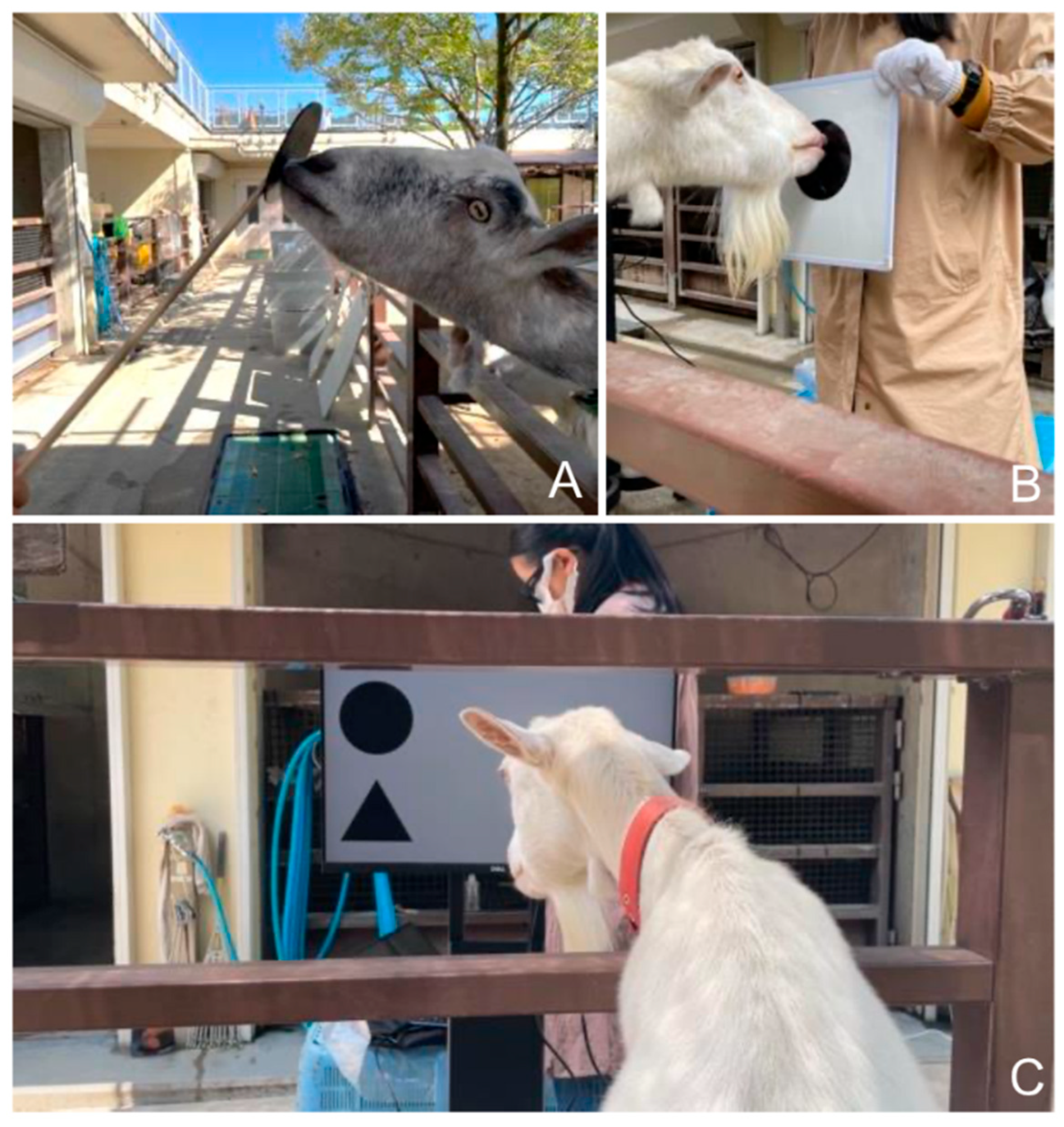 Animals 15 02115 g001