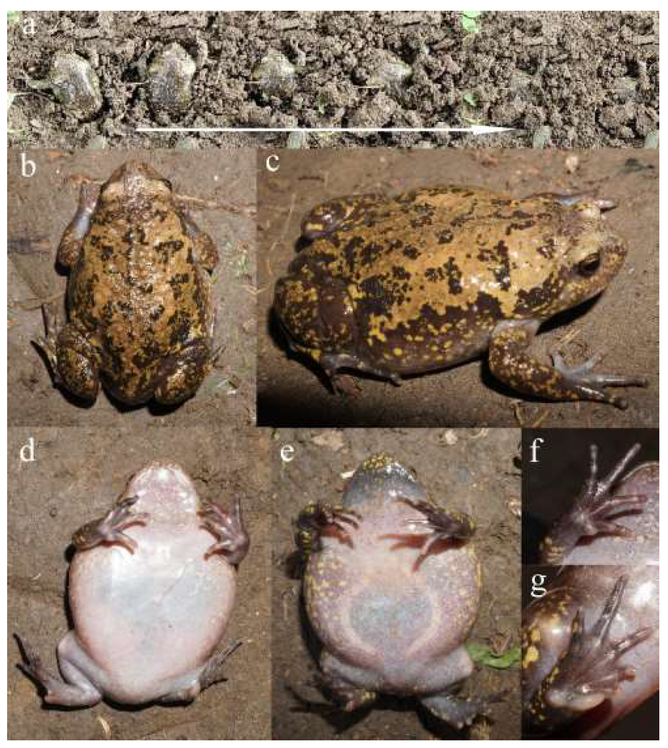 Uncovering Sexual Differences in the External Morphology