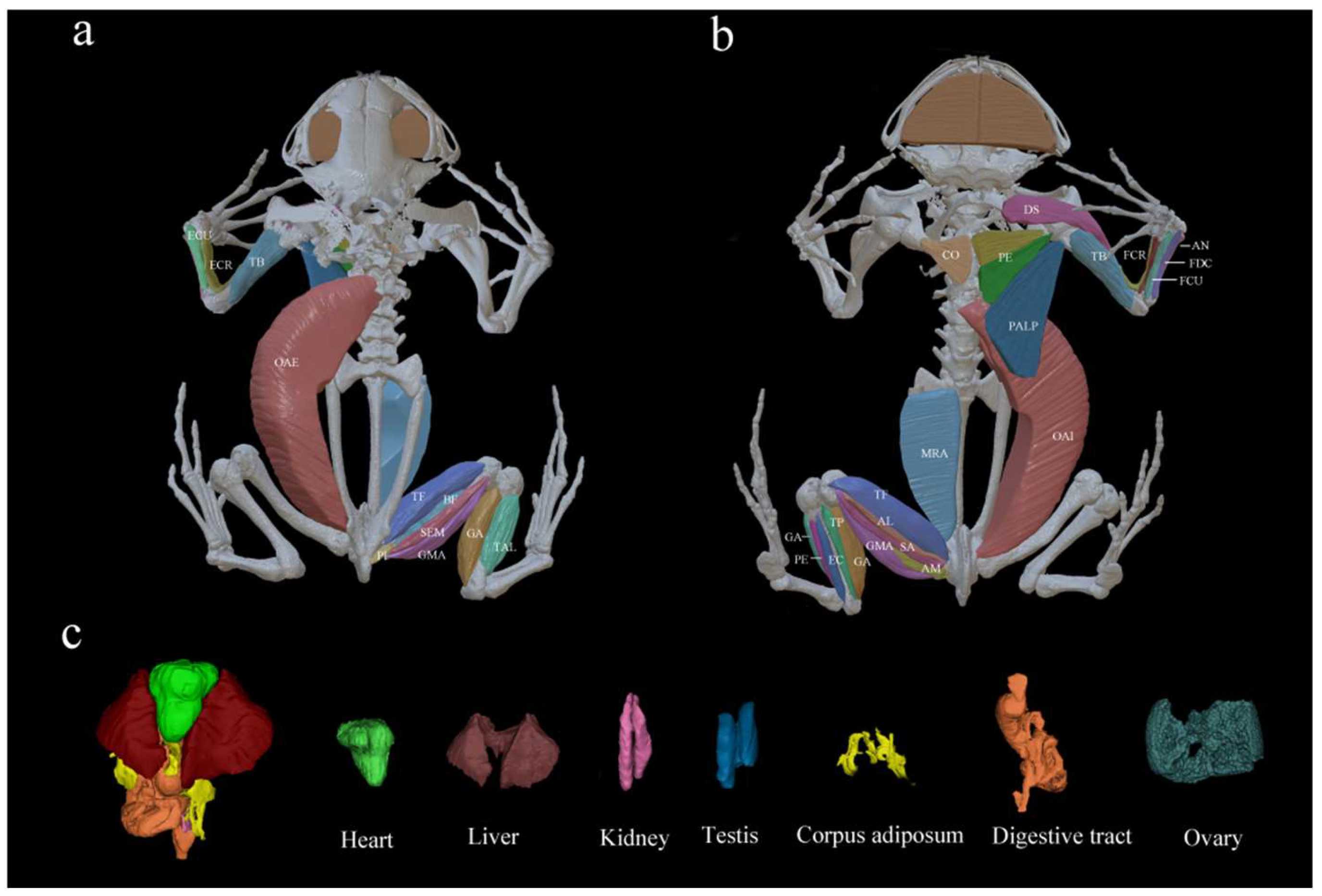 Animals 15 02118 g002 Animals 15 02118 g002