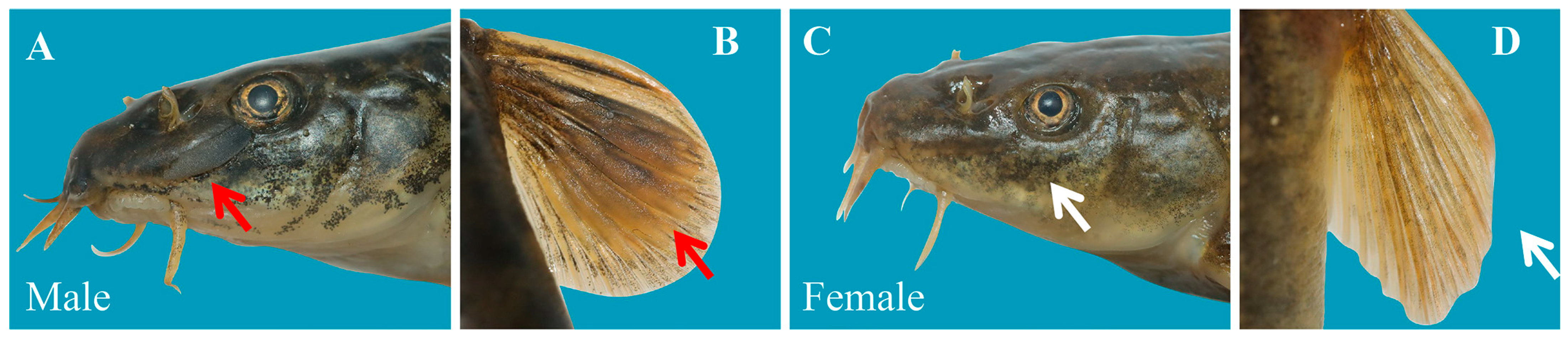 Animals 15 02128 g001 Animals 15 02128 g001